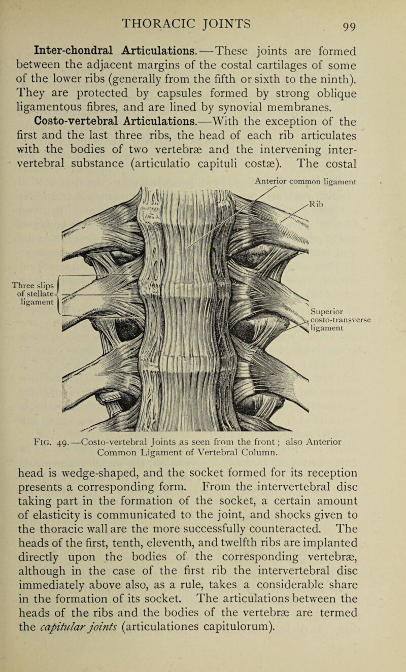 Fig. 49.—Costo-vertebral Joints as seen from the front ; also Anterior Common Ligament of Vertebral Column. Inter-chondral Articulations.—These joints are formed between the adjacent margins of the costal cartilages of some of the lower ribs (generally from the fifth or sixth to the ninth). They are protected by capsules formed by strong oblique ligamentous fibres, and are lined by synovial membranes. Costo-vertebral Articulations.—With the exception of the first and the last three ribs, the head of each rib articulates with the bodies of two vertebrae and the intervening inter¬ vertebral substance (articulatio capituli costae). The costal Anterior common ligament Rib Three slips of stellate ligament Superior costo-transverse ligament head is wedge-shaped, and the socket formed for its reception presents a corresponding form. From the intervertebral disc taking part in the formation of the socket, a certain amount of elasticity is communicated to the joint, and shocks given to the thoracic wall are the more successfully counteracted. The heads of the first, tenth, eleventh, and twelfth ribs are implanted directly upon the bodies of the corresponding vertebrae, although in the case of the first rib the intervertebral disc immediately above also, as a rule, takes a considerable share in the formation of its socket. The articulations between the heads of the ribs and the bodies of the vertebrae are termed the capitular joints (articulationes capitulorum).