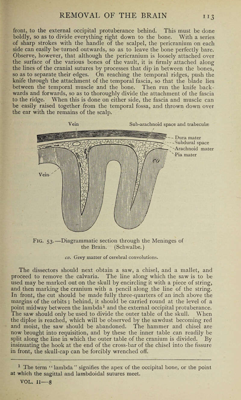 IJ3 front, to the external occipital protuberance behind. This must be done boldly, so as to divide everything right down to the bone. With a series of sharp strokes with the handle of the scalpel, the pericranium on each side can easily be turned outwards, so as to leave the bone perfectly bare. Observe, however, that although the pericranium is loosely attached over the surface of the various bones of the vault, it is firmly attached along the lines of the cranial sutures by processes that dip in between the bones, so as to separate their edges. On reaching the temporal ridges, push the knife through the attachment of the temporal fascia, so that the blade lies between the temporal muscle and the bone. Then run the knife back¬ wards and forwards, so as to thoroughly divide the attachment of the fascia to the ridge. When this is done on either side, the fascia and muscle can be easily raised together from the temporal fossa, and thrown down over the ear with the remains of the scalp. Vein Sub-arachnoid space and trabeculee -- Dura mater - -Subdural space 'Arachnoid mater ' Pia mater Fig. 53.—Diagrammatic section through the Meninges of the Brain. (Schwalbe.) co. Grey matter of cerebral convolutions. The dissectors should next obtain a saw, a chisel, and a mallet, and proceed to remove the calvaria. The line along which the saw is to be used may be marked out on the skull by encircling it with a piece of string, and then marking the cranium with a pencil along the line of the string. In front, the cut should be made fully three-quarters of an inch above the margins of the orbits ; behind, it should be carried round at the level of a point midway between the lambda1 and the external occipital protuberance. The saw should only be used to divide the outer table of the skull. When the diploe is reached, which will be observed by the sawdust becoming red and moist, the saw should be abandoned. The hammer and chisel are now brought into requisition, and by these the inner table can readily be split along the line in which the outer table of the cranium is divided. By insinuating the hook at the end of the cross-bar of the chisel into the fissure in front, the skull-cap can be forcibly wrenched off. 1 The term “ lambda” signifies the apex of the occipital bone, or the point at which the sagittal and lambdoidal sutures meet. VOL. II—8