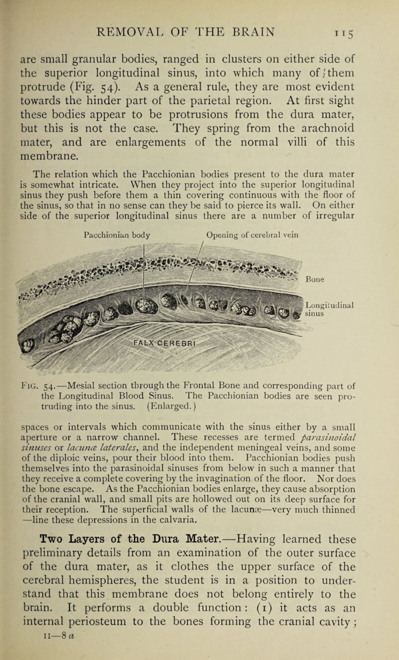 1T5 are small granular bodies, ranged in clusters on either side of the superior longitudinal sinus, into which many of .'them protrude (Fig. 54). As a general rule, they are most evident towards the hinder part of the parietal region. At first sight these bodies appear to be protrusions from the dura mater, but this is not the case. They spring from the arachnoid mater, and are enlargements of the normal villi of this membrane. The relation which the Pacchionian bodies present to the dura mater is somewhat intricate. When they project into the superior longitudinal sinus they push before them a thin covering continuous with the floor of the sinus, so that in no sense can they be said to pierce its wall. On either side of the superior longitudinal sinus there are a number of irregular Pacchionian body Opening of cerebral vein Fig. 54.—Mesial section through the Frontal Bone and corresponding part of the Longitudinal Blood Sinus. The Pacchionian bodies are seen pro¬ truding into the sinus. (Enlarged.) spaces or intervals which communicate with the sinus either by a small aperture or a narrow channel. These recesses are termed parasinoidal sinuses or lacunce laterales, and the independent meningeal veins, and some of the diploic veins, pour their blood into them. Pacchionian bodies push themselves into the parasinoidal sinuses from below in such a manner that they receive a complete covering by the invagination of the floor. Nor does the bone escape. As the Pacchionian bodies enlarge, they cause absorption of the cranial wall, and small pits are hollowed out on its deep surface for their reception. The superficial walls of the lacunce—very much thinned —line these depressions in the calvaria. Two Layers of the Dura Mater.—Having learned these preliminary details from an examination of the outer surface of the dura mater, as it clothes the upper surface of the cerebral hemispheres, the student is in a position to under¬ stand that this membrane does not belong entirely to the brain. It performs a double function: (1) it acts as an internal periosteum to the bones forming the cranial cavity;