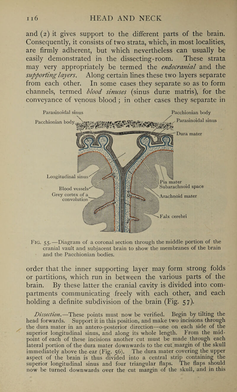 and (2) it gives support to the different parts of the brain. Consequently, it consists of two strata, which, in most localities, are firmly adherent, but which nevertheless can usually be easily demonstrated in the dissecting-room. These strata may very appropriately be termed the endocranial and the supporting layers. Along certain lines these two layers separate from each other. In some cases they separate so as to form channels, termed blood sinuses (sinus durae matris), for the conveyance of venous blood; in other cases they separate in Pacchionian body Parasinoidal sinus Dura mater Parasinoidal sinus Pacchionian body mater Subarachnoid space Arachnoid mater Falx cerebri Longitudinal sinus Grey cortex of a convolution Fig. 55.—Diagram of a coronal section through the middle portion of the cranial vault and subjacent brain to show the membranes of the brain and the Pacchionian bodies. order that the inner supporting layer may form strong folds or partitions, which run in between the various parts of the brain. By these latter the cranial cavity is divided into com¬ partments communicating freely with each other, and each holding a definite subdivision of the brain (Fig. 57). Dissection.—These points must now be verified. Begin by tilting the head forwards. Support it in this position, and make two incisions through the dura mater in an antero-posterior direction—one on each side of the superior longitudinal sinus, and along its whole length. From the mid¬ point of each of these incisions another cut must be made through each lateral portion of the dura mater downwards to the cut margin of the skull immediately above the ear (Fig. 56). The dura mater covering the upper aspect of the brain is thus divided into a central strip containing the superior longitudinal sinus and four triangular flaps. The flaps should now be turned downwards over the cut margin of the skull, and in this