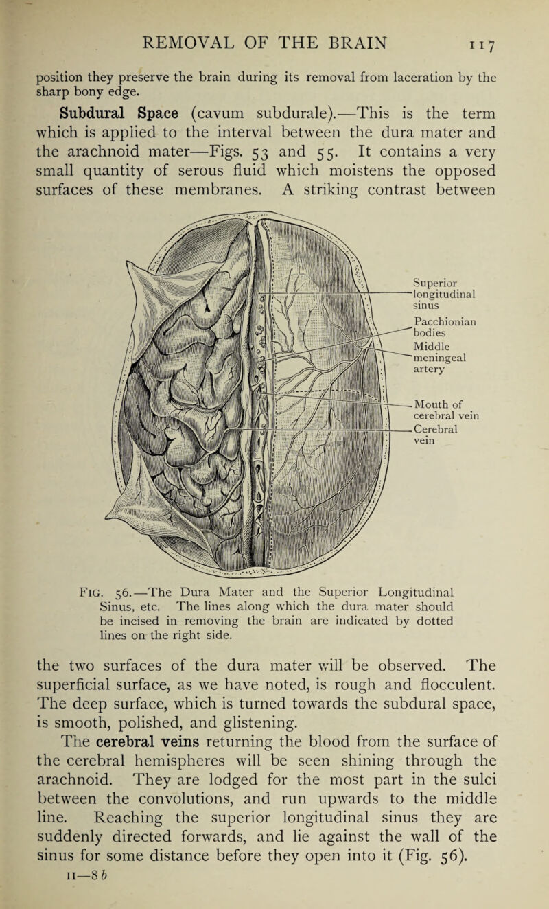 position they preserve the brain during its removal from laceration by the sharp bony edge. Subdural Space (cavum subdurale).—This is the term which is applied to the interval between the dura mater and the arachnoid mater—Figs. 53 and 55. It contains a very small quantity of serous fluid which moistens the opposed surfaces of these membranes. A striking contrast between Superior longitudinal sinus Pacchionian bodies Middle meningeal artery Mouth of cerebral vein Cerebral vein Fig. 56.—The Dura Mater and the Superior Longitudinal Sinus, etc. The lines along which the dura mater should be incised in removing the brain are indicated by dotted lines on the right side. the two surfaces of the dura mater will be observed. The superficial surface, as we have noted, is rough and flocculent. The deep surface, which is turned towards the subdural space, is smooth, polished, and glistening. The cerebral veins returning the blood from the surface of the cerebral hemispheres will be seen shining through the arachnoid. They are lodged for the most part in the sulci between the convolutions, and run upwards to the middle line. Reaching the superior longitudinal sinus they are suddenly directed forwards, and lie against the wall of the sinus for some distance before they open into it (Fig. 56).