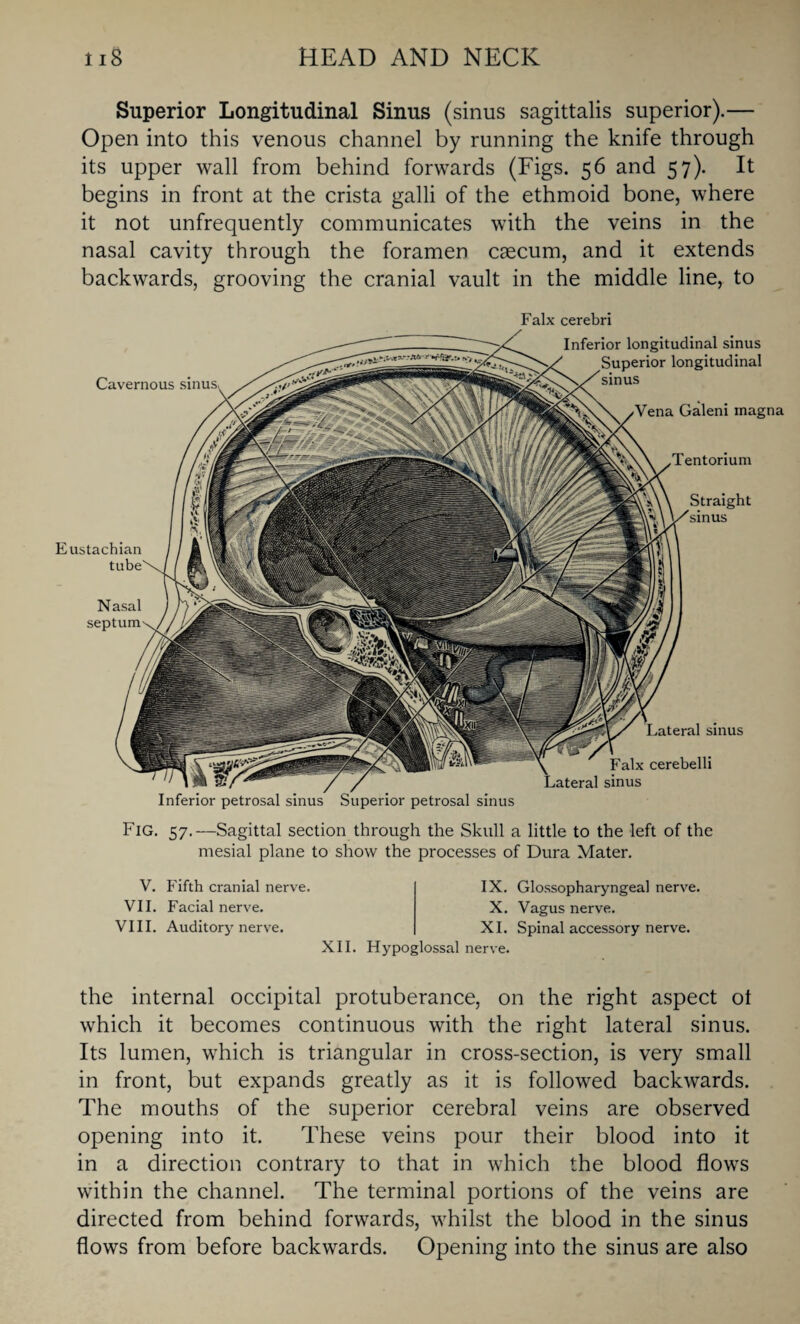 Superior Longitudinal Sinus (sinus sagittalis superior).— Open into this venous channel by running the knife through its upper wall from behind forwards (Figs. 56 and 57). It begins in front at the crista galli of the ethmoid bone, where it not unfrequently communicates with the veins in the nasal cavity through the foramen caecum, and it extends backwards, grooving the cranial vault in the middle line, to Falx cerebri Cavernous Inferior petrosal sinus Superior petrosal sinus sinus Falx cerebelli sinus Inferior longitudinal sinus Superior longitudinal sinus Vena Galeni inagna Tentorium Straight sinus Eustachian tube Nasal septum Fig. 57.—Sagittal section through the Skull a little to the left of the mesial plane to show the processes of Dura Mater. V. Fifth cranial nerve. VII. Facial nerve. VIII. Auditory nerve. IX. Glossopharyngeal nerve. X. Vagus nerve. XI. Spinal accessory nerve. XII. Hypoglossal nerve. the internal occipital protuberance, on the right aspect ot which it becomes continuous with the right lateral sinus. Its lumen, which is triangular in cross-section, is very small in front, but expands greatly as it is followed backwards. The mouths of the superior cerebral veins are observed opening into it. These veins pour their blood into it in a direction contrary to that in which the blood flows within the channel. The terminal portions of the veins are directed from behind forwards, whilst the blood in the sinus flows from before backwards. Opening into the sinus are also