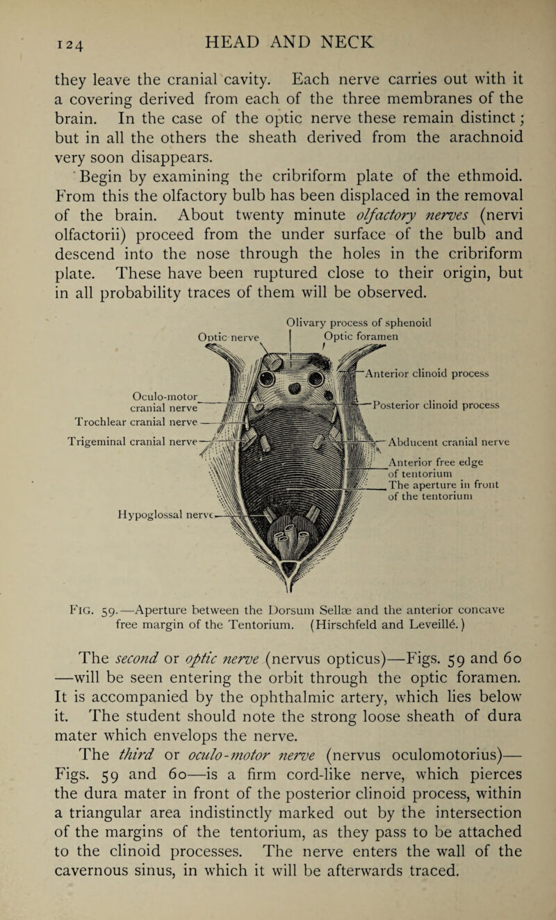 they leave the cranial cavity. Each nerve carries out with it a covering derived from each of the three membranes of the brain. In the case of the optic nerve these remain distinct; but in all the others the sheath derived from the arachnoid very soon disappears. Begin by examining the cribriform plate of the ethmoid. From this the olfactory bulb has been displaced in the removal of the brain. About twenty minute olfactory nerves (nervi olfactorii) proceed from the under surface of the bulb and descend into the nose through the holes in the cribriform plate. These have been ruptured close to their origin, but in all probability traces of them will be observed. Optic nerve Olivary process of sphenoid Optic foramen Hypoglossal nerve Anterior clinoid process Posterior clinoid process Oculo-motor cranial nerve Trochlear cranial nerve Trigeminal cranial nerve Abducent cranial nerve Anterior free edge tentorium The aperture in front of the tentorium Fig. 59.—Aperture between the Dorsum Sellae and the anterior concave free margin of the Tentorium. (Hirschfeld and Leveilld.) The second or optic nerve (nervus opticus)—Figs. 59 and 60 —will be seen entering the orbit through the optic foramen. It is accompanied by the ophthalmic artery, which lies below it. The student should note the strong loose sheath of dura mater which envelops the nerve. The third or oculo-motor nerve (nervus oculomotorius)— Figs. 59 and 60—is a firm cord-like nerve, which pierces the dura mater in front of the posterior clinoid process, within a triangular area indistinctly marked out by the intersection of the margins of the tentorium, as they pass to be attached to the clinoid processes. The nerve enters the wall of the cavernous sinus, in which it will be afterwards traced.