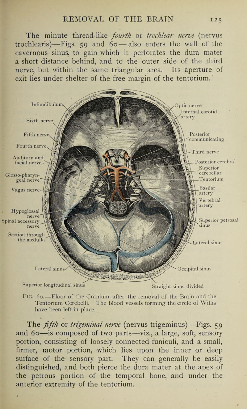 The minute thread-like fourth or trochlear nerve (nervus trochlearis)—Figs. 59 and 60—also enters the wall of the cavernous sinus, to gain which it perforates the dura mater a short distance behind, and to the outer side of the third nerve, but within the same triangular area. Its aperture of exit lies under shelter of the free margin of the tentorium. Superior longitudinal sinus Superior petrosal sinus Lateral sinus Occipital sinus Straight sinus divided Glosso-pharyn- geal nerve Vagus Hypoglossal nerve Spinal accessory Section through the medulla Lateral sinu ic nerve Internal carotid artery Posterior communicating Third nerve Basilar artery Vertebral artery Fourth Auditory and facial nerves Posterior cerebral Superior cerebellar Tentorium Infundibulum Sixth nerve Fifth nerve Fig. 60.—Floor of the Cranium after the removal of the Brain and the Tentorium Cerebelli. The blood vessels forming the circle of Willis have been left in place. The fifth or trigeminal nerve (nervus trigeminus)—Figs. 59 and 60—is composed of two parts—viz., a large, soft, sensory portion, consisting of loosely connected funiculi, and a small, firmer, motor portion, which lies upon the inner or deep surface of the sensory part. They can generally be easily distinguished, and both pierce the dura mater at the apex of the petrous portion of the temporal bone, and under the anterior extremity of the tentorium.