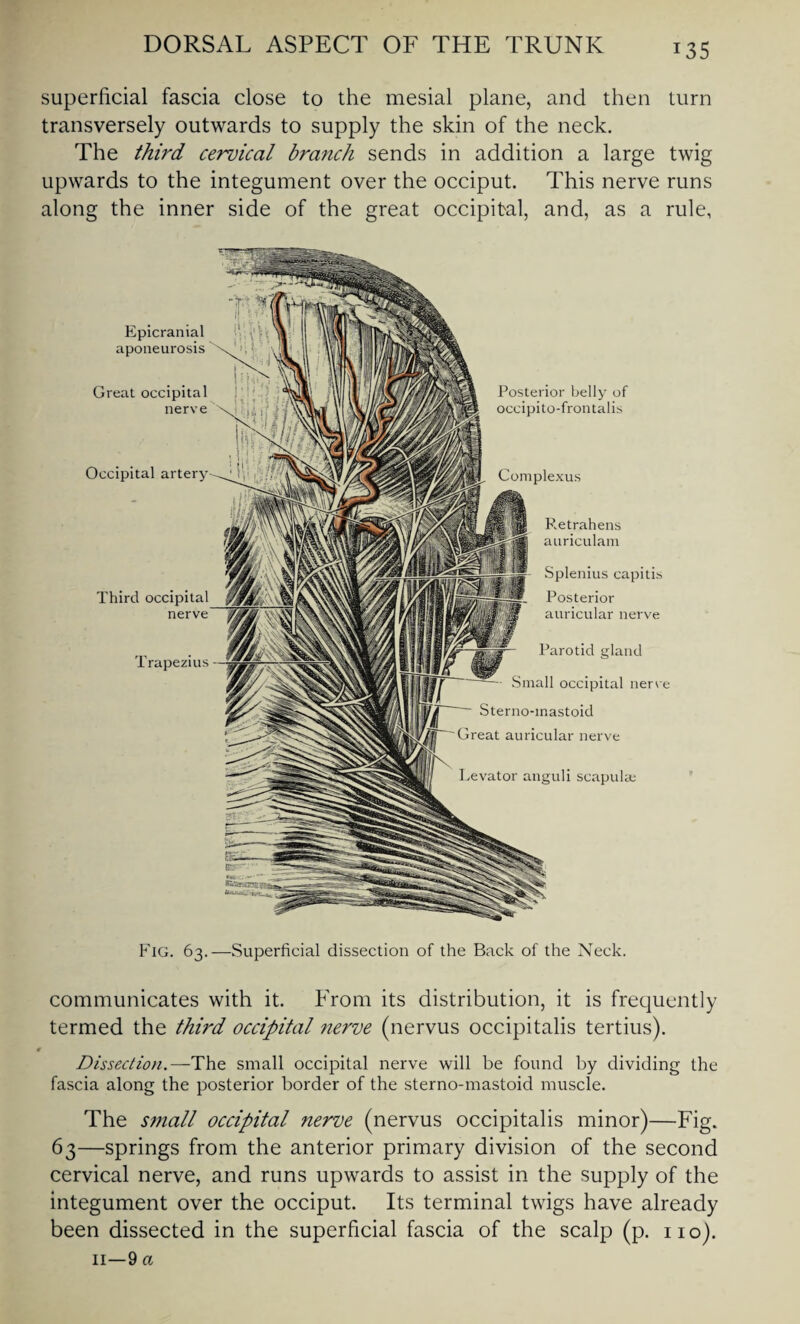 superficial fascia close to the mesial plane, and then turn transversely outwards to supply the skin of the neck. The third cervical branch sends in addition a large twig upwards to the integument over the occiput. This nerve runs along the inner side of the great occipital, and, as a rule, Posterior belly of occipito-frontalis Complexus Third occipital nerve Trapezius F.etrahens auriculam Splenius capitis Posterior auricular nerve Parotid gland Small occipital nerve Sterno-mastoid Ireat auricular nerve Levator anguli scapula; Epicranial aponeurosis Great occipital nerve Occipital artery V Fig. 63.—Superficial dissection of the Back of the Neck. communicates with it. From its distribution, it is frequently termed the third occipital nerve (nervus occipitalis tertius). Dissection.—The small occipital nerve will be found by dividing the fascia along the posterior border of the sterno-mastoid muscle. The sitiall occipital nerve (nervus occipitalis minor)—Fig. 63—springs from the anterior primary division of the second cervical nerve, and runs upwards to assist in the supply of the integument over the occiput. Its terminal twigs have already been dissected in the superficial fascia of the scalp (p. no). 11—-9 a