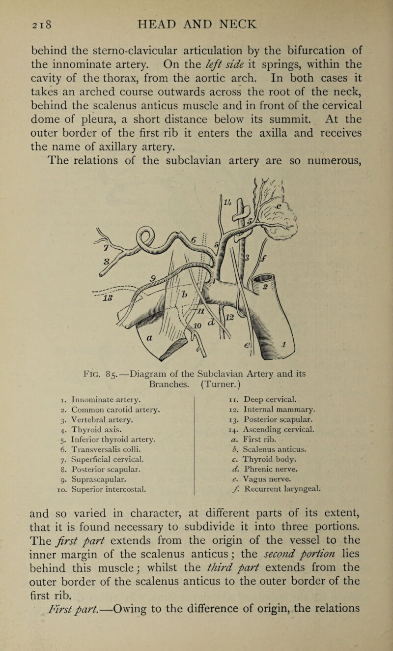 behind the sternoclavicular articulation by the bifurcation of the innominate artery. On the left side it springs, within the cavity of the thorax, from the aortic arch. In both cases it takes an arched course outwards across the root of the neck, behind the scalenus anticus muscle and in front of the cervical dome of pleura, a short distance below its summit. At the outer border of the first rib it enters the axilla and receives the name of axillary artery. The relations of the subclavian artery are so numerous, Fig. 85.—Diagram of the Subclavian Artery and its Branches. (Turner.) 1. Innominate artery. 2. Common carotid artery. 3. Vertebral artery. 4. Thyroid axis. 5. Inferior thyroid artery. 6. Transversalis colli. 7. Superficial cervical. 8. Posterior scapular. 9. Suprascapular. 10. Superior intercostal. 11. Deep cervical. 12. Internal mammary. 13. Posterior scapular. 14. Ascending cervical. a. First rib. b. Scalenus anticus. c. Thyroid body. d. Phrenic nerve. e. Vagus nerve. f Recurrent laryngeal. and so varied in character, at different parts of its extent, that it is found necessary to subdivide it into three portions. The first part extends from the origin of the vessel to the inner margin of the scalenus anticus; the second portion lies behind this muscle; whilst the third part extends from the outer border of the scalenus anticus to the outer border of the first rib. First part.—Owing to the difference of origin, the relations