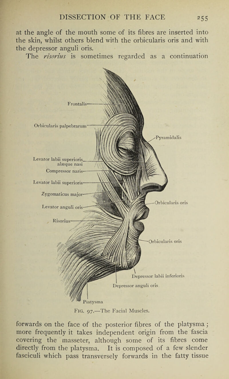 at the angle of the mouth some of its fibres are inserted into the skin, whilst others blend with the orbicularis oris and with the depressor anguli oris. The risorius is sometimes regarded as a continuation Frontalis1 Orbicularis palpebrarum Pyramidalis Levator labii superioris alaeque nasi Compressor naris Levator labii superioris Zygomaticus major Levator anguli oris ^ Risorius- Orbicularis oris Orbicularis oris Depressor labii inferioris Depressor anguli oris Piatysma Fig. 97.—The Facial Muscles. forwards on the face of the posterior fibres of the piatysma; more frequently it takes independent origin from the fascia covering the masseter, although some of its fibres come directly from the piatysma. It is composed of a few slender fasciculi which pass transversely forwards in the fatty tissue