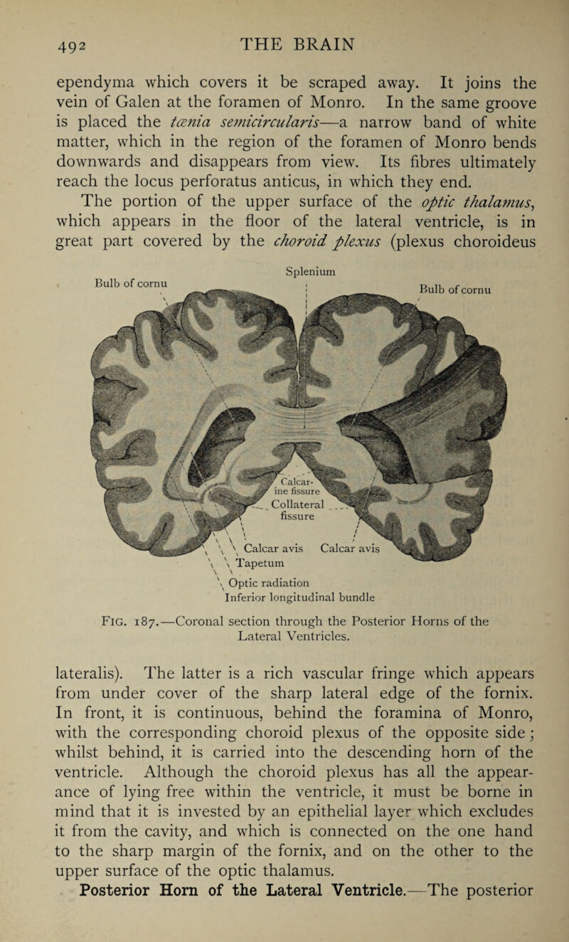 ependyma which covers it be scraped away. It joins the vein of Galen at the foramen of Monro. In the same groove is placed the taenia semicircularis—a narrow band of white matter, which in the region of the foramen of Monro bends downwards and disappears from view. Its fibres ultimately reach the locus perforatus anticus, in which they end. The portion of the upper surface of the optic thalamus, which appears in the floor of the lateral ventricle, is in great part covered by the choroid plexus (plexus choroideus Splenium \ Optic radiation Inferior longitudinal bundle Fig. 187.—Coronal section through the Posterior Horns of the Lateral Ventricles. lateralis). The latter is a rich vascular fringe which appears from under cover of the sharp lateral edge of the fornix. In front, it is continuous, behind the foramina of Monro, with the corresponding choroid plexus of the opposite side; whilst behind, it is carried into the descending horn of the ventricle. Although the choroid plexus has all the appear¬ ance of lying free within the ventricle, it must be borne in mind that it is invested by an epithelial layer which excludes it from the cavity, and which is connected on the one hand to the sharp margin of the fornix, and on the other to the upper surface of the optic thalamus. Posterior Horn of the Lateral Ventricle.—The posterior