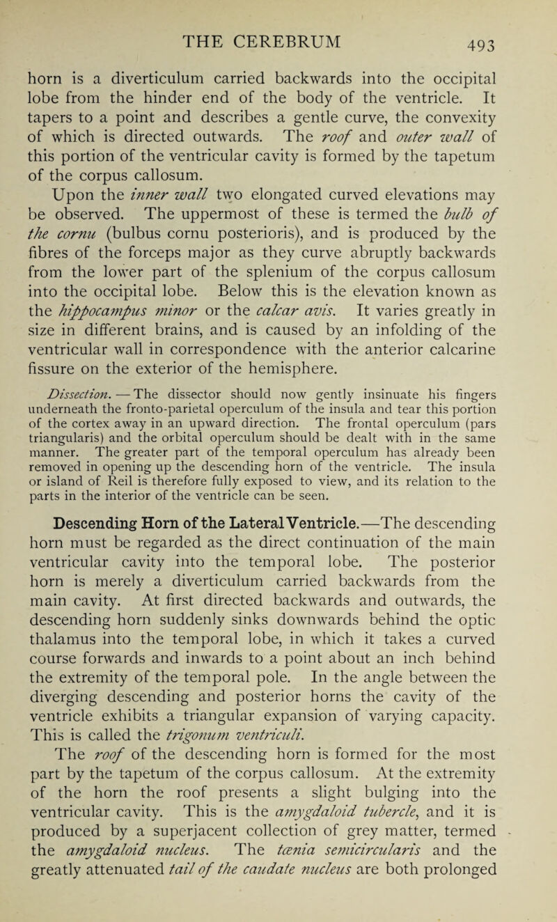 horn is a diverticulum carried backwards into the occipital lobe from the hinder end of the body of the ventricle. It tapers to a point and describes a gentle curve, the convexity of which is directed outwards. The roof and outer wall of this portion of the ventricular cavity is formed by the tapetum of the corpus callosum. Upon the inner wall two elongated curved elevations may be observed. The uppermost of these is termed the bulb of the cornu (bulbus cornu posterioris), and is produced by the fibres of the forceps major as they curve abruptly backwards from the lower part of the splenium of the corpus callosum into the occipital lobe. Below this is the elevation known as the hippocampus minor or the calcar avis. It varies greatly in size in different brains, and is caused by an infolding of the ventricular wall in correspondence with the anterior calcarine fissure on the exterior of the hemisphere. Dissection. — The dissector should now gently insinuate his fingers underneath the fronto-parietal operculum of the insula and tear this portion of the cortex away in an upward direction. The frontal operculum (pars triangularis) and the orbital operculum should be dealt with in the same manner. The greater part of the temporal operculum has already been removed in opening up the descending horn of the ventricle. The insula or island of Red is therefore fully exposed to view, and its relation to the parts in the interior of the ventricle can be seen. Descending Horn of the Lateral Ventricle.—The descending horn must be regarded as the direct continuation of the main ventricular cavity into the temporal lobe. The posterior horn is merely a diverticulum carried backwards from the main cavity. At first directed backwards and outwards, the descending horn suddenly sinks downwards behind the optic thalamus into the temporal lobe, in which it takes a curved course forwards and inwards to a point about an inch behind the extremity of the temporal pole. In the angle between the diverging descending and posterior horns the cavity of the ventricle exhibits a triangular expansion of varying capacity. This is called the trigonum ventriculi. The roof of the descending horn is formed for the most part by the tapetum of the corpus callosum. At the extremity of the horn the roof presents a slight bulging into the ventricular cavity. This is the amygdaloid tubercle, and it is produced by a superjacent collection of grey matter, termed - the amygdaloid nucleus. The tcenia semicircularis and the greatly attenuated tail of the caudate nucleus are both prolonged
