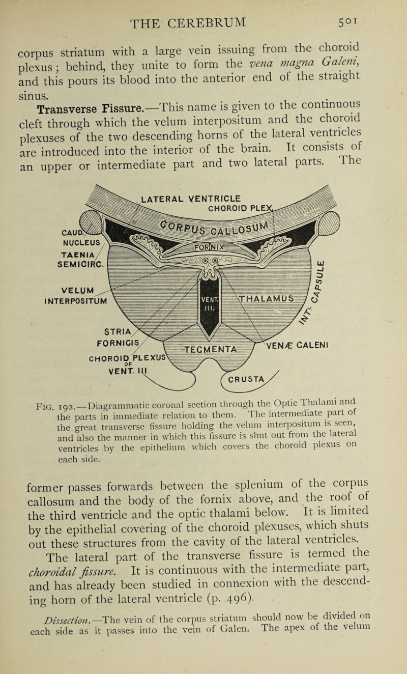 corpus striatum with a large vein issuing from the choroid plexus; behind, they unite to form the vena magna Galem, and this pours its blood into the anterior end of the straight sinus. Transverse Fissure—This name is given to the continuous cleft through which the velum interpositum and the choioid plexuses of the two descending horns of the lateral ventricles are introduced into the interior of the brain. It consists of an upper or intermediate part and two lateral parts. 1 he i Fig 192.—Diagrammatic coronal section through the Optic Thalami and the parts in immediate relation to them. The intermediate part ot the great transverse fissure holding the velum interpositum is seen, and also the manner in which this fissure is shut out from the lateral ventricles by the epithelium which covers the choroid plexus on each side. CAUD. NUCLEUS TAENIA/ SEMICIRC VELUM NTERPOSfTUM STRIA fornigis CHOROID PLEXUS OF VENT. Ill VEN/E CALENI former passes forwards between the splenium of the corpus callosum and the body of the fornix above, and the roof of the third ventricle and the optic thalami below. It is limited by the epithelial covering of the choroid plexuses, which shuts out these structures from the cavity of the lateral ventricles. The lateral part of the transverse fissure is termed the choroidal fissure. It is continuous with the intermediate part, and has already been studied in connexion with the descend¬ ing horn of the lateral ventricle (p. 496). Dissection. —The vein of the corpus striatum should now be divided on each side as it passes into the vein of Galen. The apex of the velum