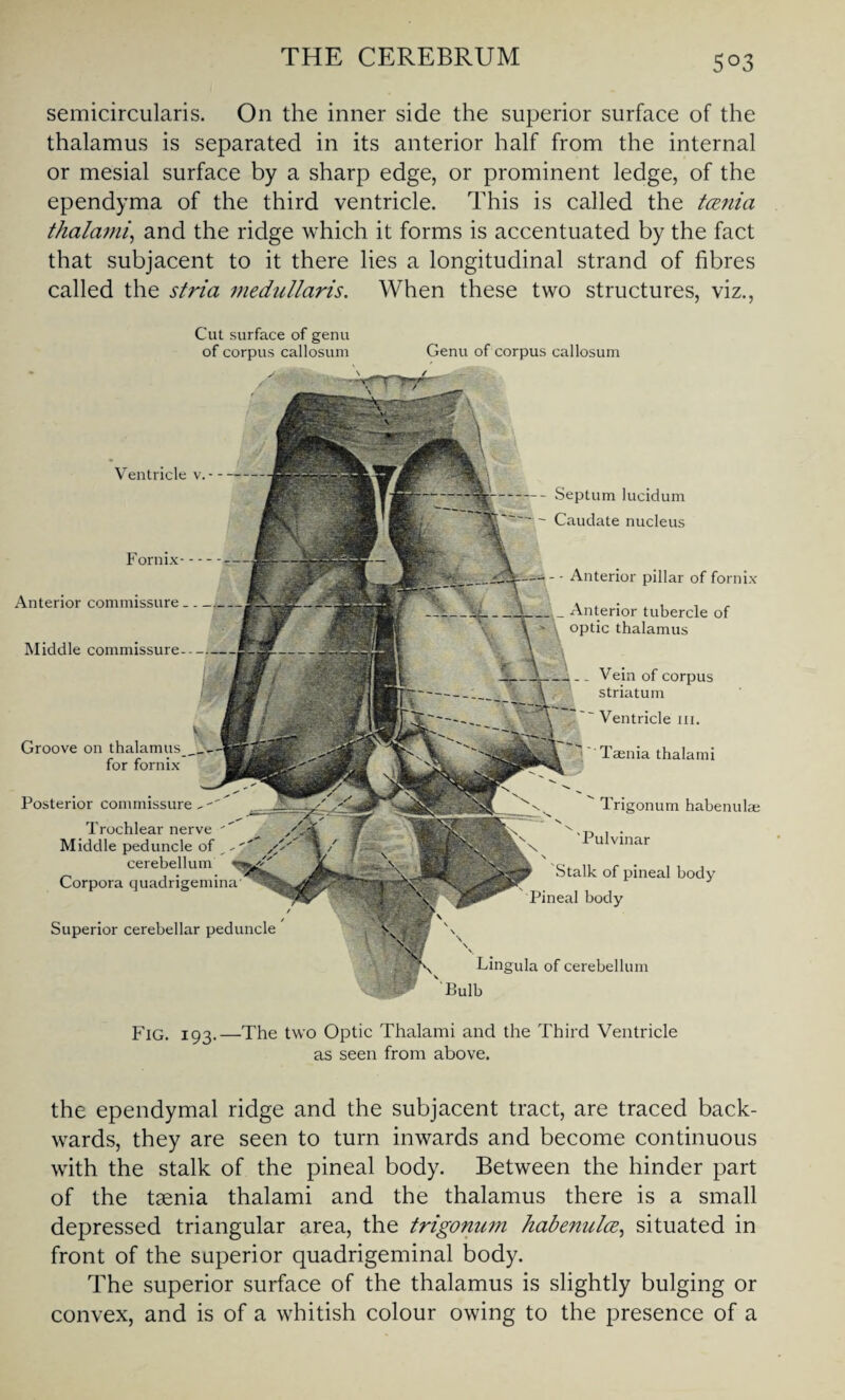 5°3 semicircularis. On the inner side the superior surface of the thalamus is separated in its anterior half from the internal or mesial surface by a sharp edge, or prominent ledge, of the ependyma of the third ventricle. This is called the tcenia thalami, and the ridge which it forms is accentuated by the fact that subjacent to it there lies a longitudinal strand of fibres called the stria medullaris. When these two structures, viz., Cut surface of genu of corpus callosum Genu of corpus callosum Ventricle v. - - Fornix Anterior commissure Middle commissure Septum lucidum Caudate nucleus - Anterior pillar of fornix _ Anterior tubercle of optic thalamus . _ Vein of corpus striatum  Ventricle hi. Taenia thalami Trigonum habenulae v \ 'Pulvinar Stalk of pineal body Pineal body Lingula of cerebellum Pulb Groove on thalamus for fornix Superior cerebellar peduncle Posterior commissure „ Trochlear nerve ' Middle peduncle of _ cerebellum Corpora quadrigemina' Fig. 193.—The two Optic Thalami and the Third Ventricle as seen from above. the ependymal ridge and the subjacent tract, are traced back¬ wards, they are seen to turn inwards and become continuous with the stalk of the pineal body. Between the hinder part of the taenia thalami and the thalamus there is a small depressed triangular area, the trigonum habenula, situated in front of the superior quadrigeminal body. The superior surface of the thalamus is slightly bulging or convex, and is of a whitish colour owing to the presence of a