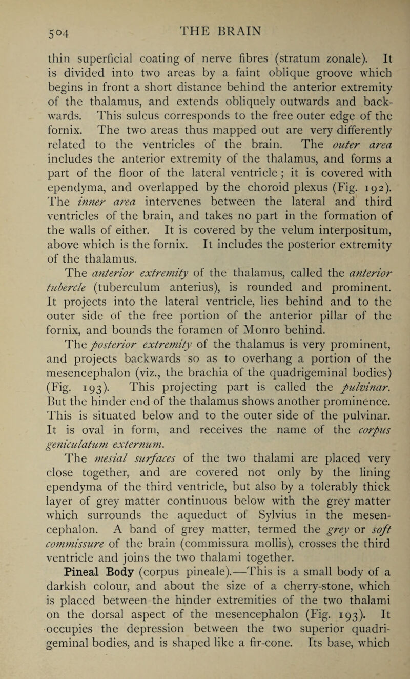 5°4 thin superficial coating of nerve fibres (stratum zonale). It is divided into two areas by a faint oblique groove which begins in front a short distance behind the anterior extremity of the thalamus, and extends obliquely outwards and back¬ wards. This sulcus corresponds to the free outer edge of the fornix. The two areas thus mapped out are very differently related to the ventricles of the brain. The outer area includes the anterior extremity of the thalamus, and forms a part of the floor of the lateral ventricle; it is covered with ependyma, and overlapped by the choroid plexus (Fig. 192). The inner area intervenes between the lateral and third ventricles of the brain, and takes no part in the formation of the walls of either. It is covered by the velum interpositum, above which is the fornix. It includes the posterior extremity of the thalamus. The anterior extremity of the thalamus, called the anterior tubercle (tuberculum anterius), is rounded and prominent. It projects into the lateral ventricle, lies behind and to the outer side of the free portion of the anterior pillar of the fornix, and bounds the foramen of Monro behind. The posterior extremity of the thalamus is very prominent, and projects backwards so as to overhang a portion of the mesencephalon (viz., the brachia of the quadrigeminal bodies) (Fig. 193). This projecting part is called the pulvinar. But the hinder end of the thalamus shows another prominence. This is situated below and to the outer side of the pulvinar. It is oval in form, and receives the name of the corpus geniculatum externum. The mesial surfaces of the two thalami are placed very close together, and are covered not only by the lining ependyma of the third ventricle, but also by a tolerably thick layer of grey matter continuous below with the grey matter which surrounds the aqueduct of Sylvius in the mesen¬ cephalon. A band of grey matter, termed the grey or soft commissure of the brain (commissura mollis), crosses the third ventricle and joins the two thalami together. Pineal Body (corpus pineale).—This is a small body of a darkish colour, and about the size of a cherry-stone, which is placed between the hinder extremities of the two thalami on the dorsal aspect of the mesencephalon (Fig. 193). It occupies the depression between the two superior quadri¬ geminal bodies, and is shaped like a fir-cone. Its base, which