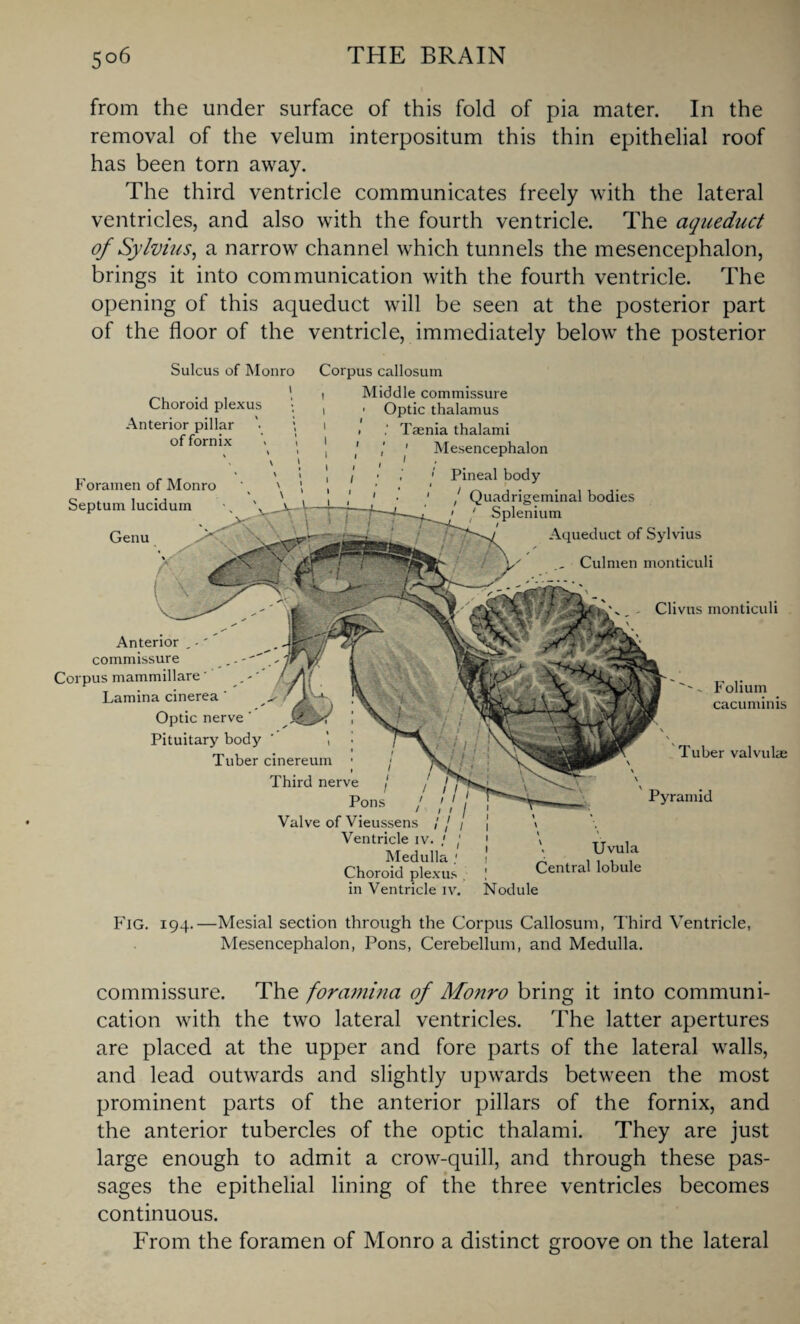 from the under surface of this fold of pia mater. In the removal of the velum interpositum this thin epithelial roof has been torn away. The third ventricle communicates freely with the lateral ventricles, and also with the fourth ventricle. The aqueduct of Sylvius, a narrow channel which tunnels the mesencephalon, brings it into communication with the fourth ventricle. The opening of this aqueduct will be seen at the posterior part of the floor of the ventricle, immediately below the posterior Sulcus of Monro Corpus callosum Choroid plexus Anterior pillar of fornix Foramen of Monro Septum lucidum \ ' Genu Middle commissure ■ Optic thalamus > Tamia thalami I 1 Mesencephalon ■ ' Pineal body 1 . 1 / Quadrigeminal bodies ' Splenium Aqueduct of Sylvius Anterior , -' commissure Corpus mammillare' Lamina cinerea ‘ Optic nerve' Pituitary body ' Tuber cinereum Third nerve Pons Valve of Vieussens / j / Ventricle iv. / Medulla Choroid plexus in Ventricle iv. Culmen monticuli Clivus monticuli ~ Folium cacuminis Tuber valvulae Pyramid \ Uvula Central lobule Nodule Fig. 194.—Mesial section through the Corpus Callosum, Third Ventricle, Mesencephalon, Pons, Cerebellum, and Medulla. commissure. The foramina of Monro bring it into communi¬ cation with the two lateral ventricles. The latter apertures are placed at the upper and fore parts of the lateral walls, and lead outwards and slightly upwards between the most prominent parts of the anterior pillars of the fornix, and the anterior tubercles of the optic thalami. They are just large enough to admit a crow-quill, and through these pas¬ sages the epithelial lining of the three ventricles becomes continuous. From the foramen of Monro a distinct groove on the lateral