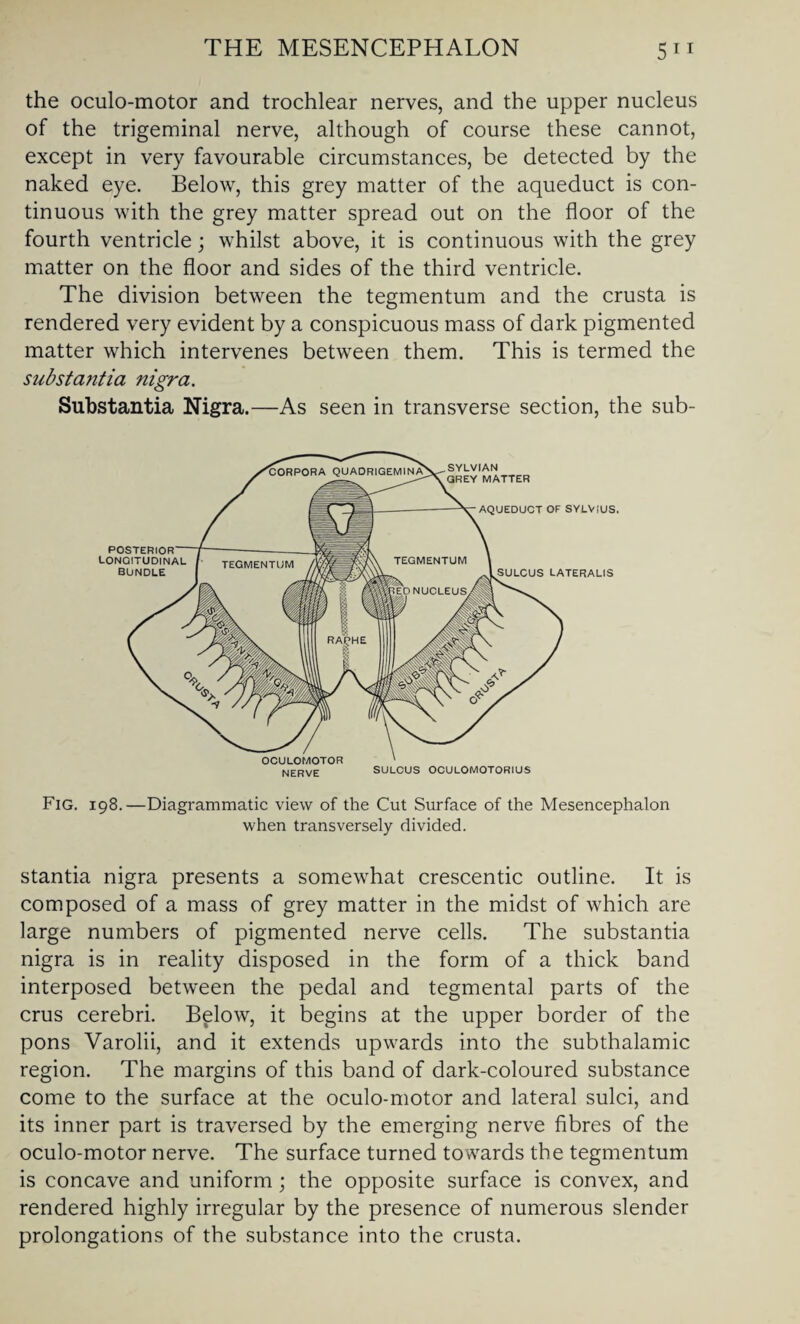 the oculo-motor and trochlear nerves, and the upper nucleus of the trigeminal nerve, although of course these cannot, except in very favourable circumstances, be detected by the naked eye. Below, this grey matter of the aqueduct is con¬ tinuous with the grey matter spread out on the floor of the fourth ventricle; whilst above, it is continuous with the grey matter on the floor and sides of the third ventricle. The division between the tegmentum and the crusta is rendered very evident by a conspicuous mass of dark pigmented matter which intervenes between them. This is termed the substantia nigra. Substantia Nigra.—As seen in transverse section, the sub- OCULOMOTOR NERVE SULCUS OCULOMOTORIUS Fig. 198.—Diagrammatic view of the Cut Surface of the Mesencephalon when transversely divided. stantia nigra presents a somewhat crescentic outline. It is composed of a mass of grey matter in the midst of which are large numbers of pigmented nerve cells. The substantia nigra is in reality disposed in the form of a thick band interposed between the pedal and tegmental parts of the crus cerebri. Below, it begins at the upper border of the pons Varolii, and it extends upwards into the subthalamic region. The margins of this band of dark-coloured substance come to the surface at the oculo-motor and lateral sulci, and its inner part is traversed by the emerging nerve fibres of the oculo-motor nerve. The surface turned towards the tegmentum is concave and uniform; the opposite surface is convex, and rendered highly irregular by the presence of numerous slender prolongations of the substance into the crusta.