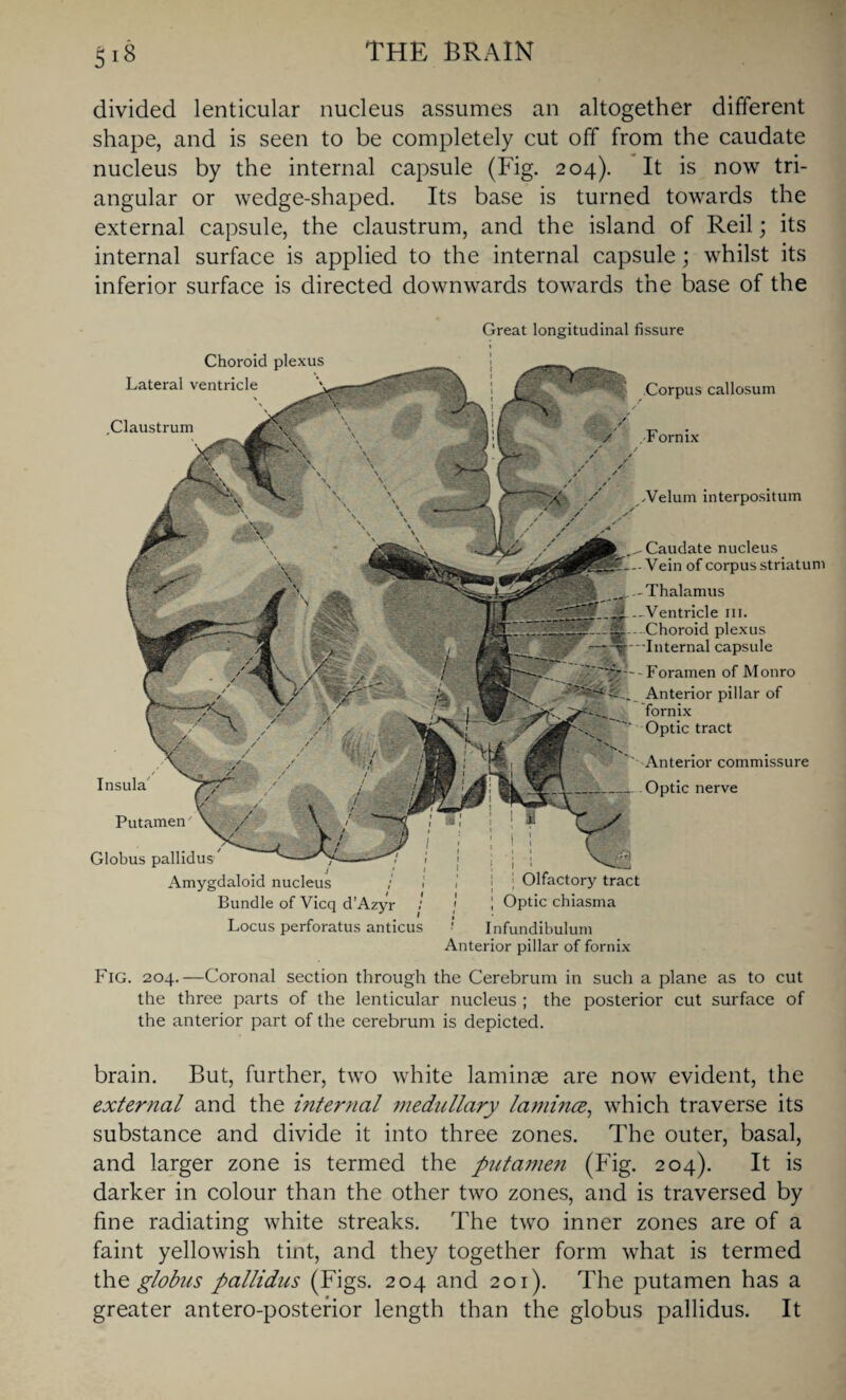 divided lenticular nucleus assumes an altogether different shape, and is seen to be completely cut off from the caudate nucleus by the internal capsule (Fig. 204). It is now tri¬ angular or wedge-shaped. Its base is turned towards the external capsule, the claustrum, and the island of Reil; its internal surface is applied to the internal capsule; whilst its inferior surface is directed downwards towards the base of the Great longitudinal fissure Choroid plexus Lateral ventricle .Claustrum Insula' Putamen Globus pallidus Amygdaloid nucleus ; Bundle of Vicq d’Azyr Locus perforatus anticus Corpus callosum / / .Fornix < ■& / * / / / .Velum interpositum Caudate nucleus Vein of corpus striatum -Thalamus -Ventricle hi. -Choroid plexus 'Internal capsule -Foramen of Monro Anterior pillar of fornix Optic tract Anterior commissure Optic nerve \ Olfactory tract Optic chiasma Infundibulum Anterior pillar of fornix Fig. 204.—Coronal section through the Cerebrum in such a plane as to cut the three parts of the lenticular nucleus ; the posterior cut surface of the anterior part of the cerebrum is depicted. brain. But, further, two white laminae are now evident, the external and the internal medullary lamines, which traverse its substance and divide it into three zones. The outer, basal, and larger zone is termed the putame?i (Fig. 204). It is darker in colour than the other two zones, and is traversed by fine radiating white streaks. The two inner zones are of a faint yellowish tint, and they together form what is termed the globus pallidus (Figs. 204 and 201). The putamen has a greater antero-posterior length than the globus pallidus. It