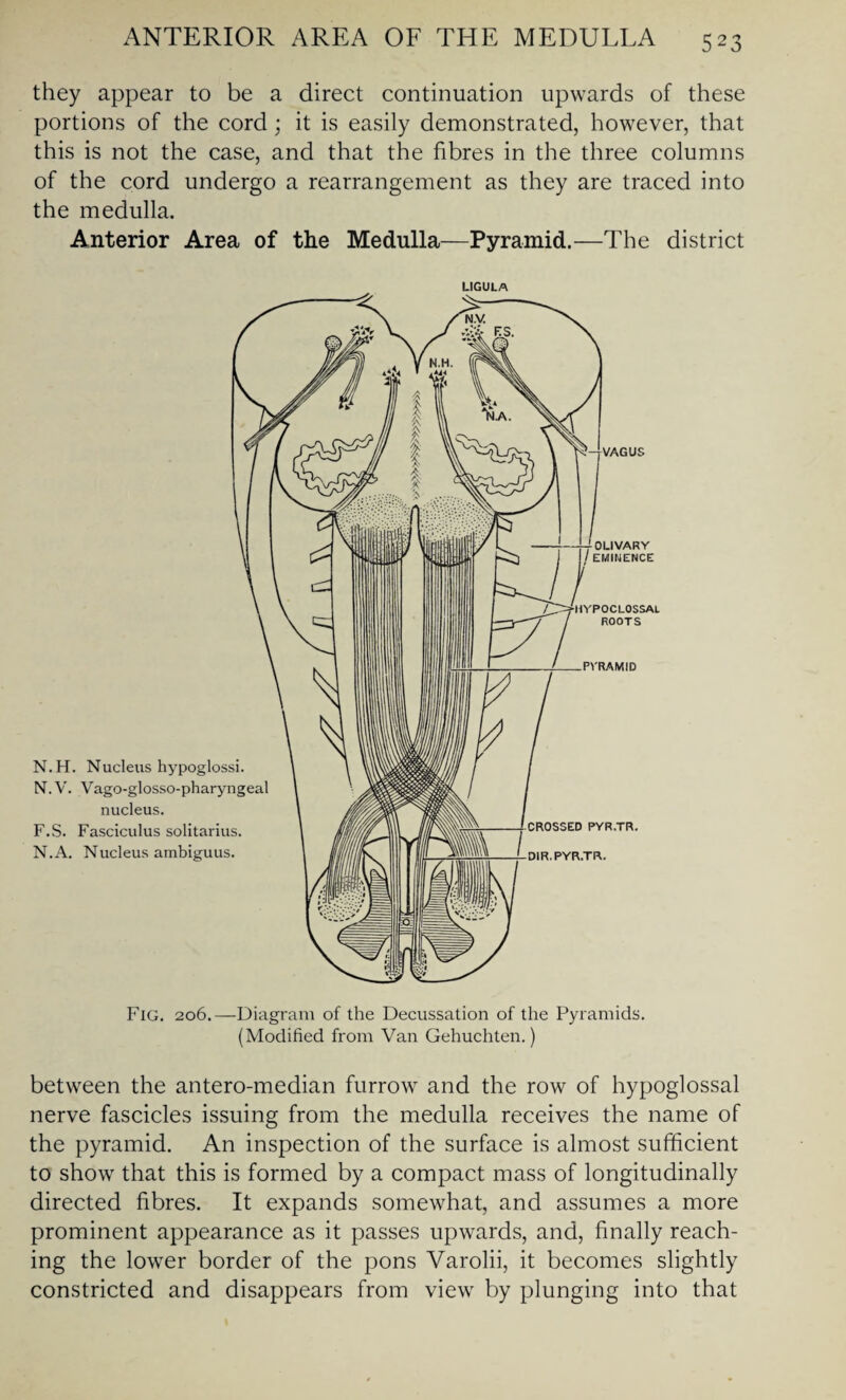 they appear to be a direct continuation upwards of these portions of the cord ; it is easily demonstrated, however, that this is not the case, and that the fibres in the three columns of the cord undergo a rearrangement as they are traced into the medulla. Anterior Area of the Medulla—Pyramid.—The district ligula Fig. 206.—Diagram of the Decussation of the Pyramids. (Modified from Van Gehuchten.) between the antero-median furrow and the row of hypoglossal nerve fascicles issuing from the medulla receives the name of the pyramid. An inspection of the surface is almost sufficient to show that this is formed by a compact mass of longitudinally directed fibres. It expands somewhat, and assumes a more prominent appearance as it passes upwards, and, finally reach¬ ing the lower border of the pons Varolii, it becomes slightly constricted and disappears from view by plunging into that