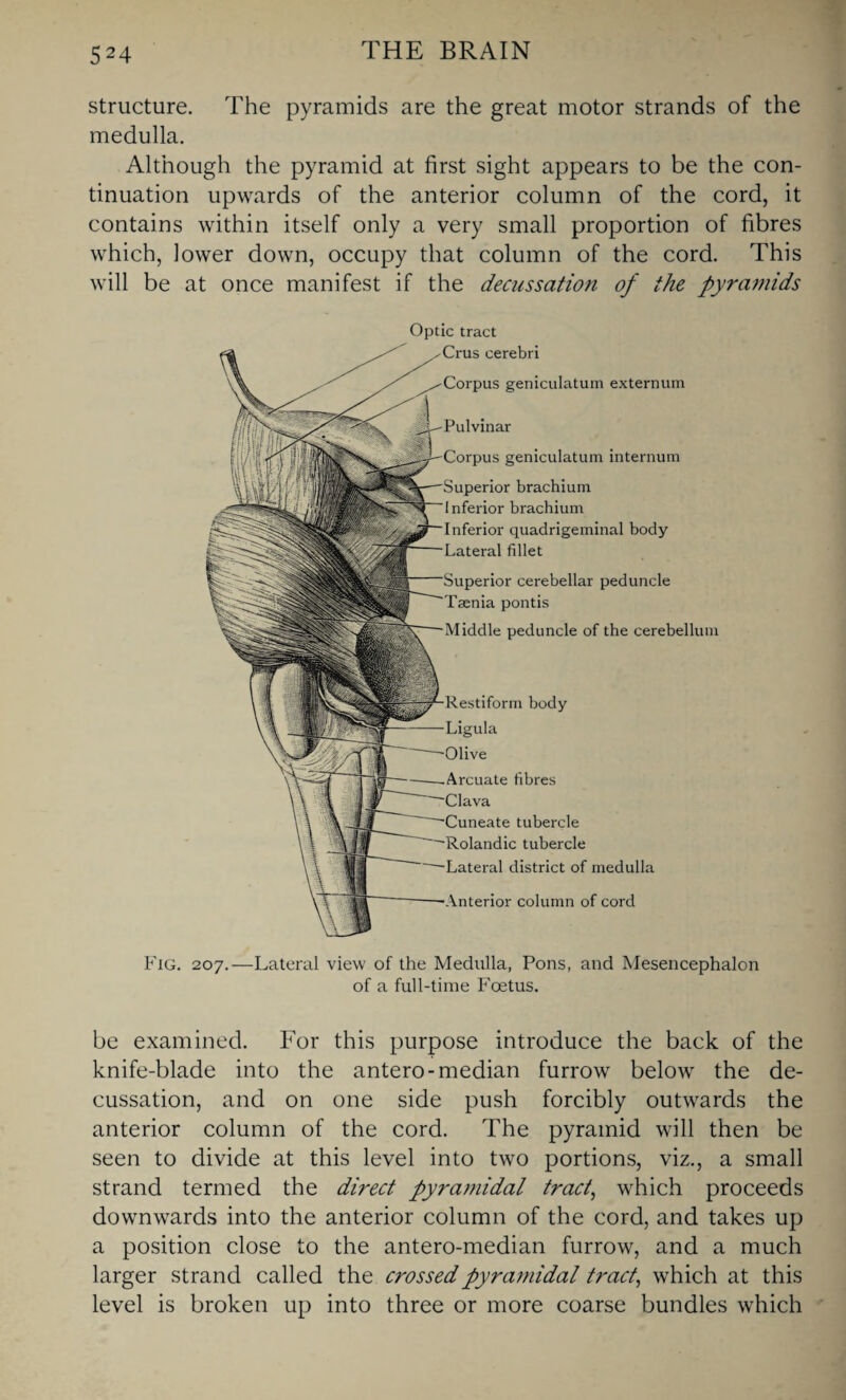 structure. The pyramids are the great motor strands of the medulla. Although the pyramid at first sight appears to be the con¬ tinuation upwards of the anterior column of the cord, it contains within itself only a very small proportion of fibres which, lower down, occupy that column of the cord. This will be at once manifest if the decussation of the pyramids Pulvinar Corpus geniculatum internum perior brachium I nferior brachium Inferior quadrigeminal body Lateral fillet perior cerebellar peduncle Taenia pontis Middle peduncle of the cerebellum Restiform body Ligula -.Arcuate fibres tubercle Rolandic tubercle Lateral district of medulla Anterior column of cord Optic tract Crus cerebri Corpus geniculatum externum Fig. 207.—Lateral view of the Medulla, Pons, and Mesencephalon of a full-time Foetus. be examined. For this purpose introduce the back of the knife-blade into the antero-median furrow below the de¬ cussation, and on one side push forcibly outwards the anterior column of the cord. The pyramid will then be seen to divide at this level into two portions, viz., a small strand termed the direct pyramidal tract, which proceeds downwards into the anterior column of the cord, and takes up a position close to the antero-median furrow, and a much larger strand called the crossed pyramidal tract, which at this level is broken up into three or more coarse bundles which