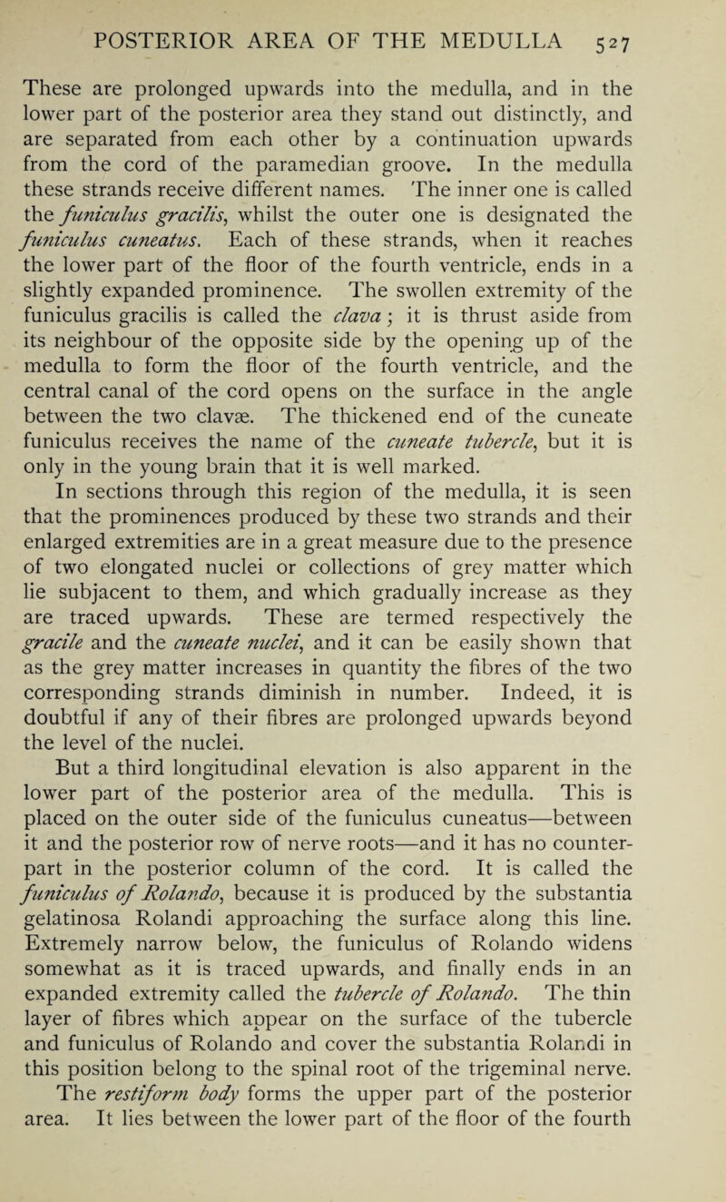 These are prolonged upwards into the medulla, and in the lower part of the posterior area they stand out distinctly, and are separated from each other by a continuation upwards from the cord of the paramedian groove. In the medulla these strands receive different names. The inner one is called the funiculus gracilis, whilst the outer one is designated the fwiiculus cuneatus. Each of these strands, when it reaches the lower part of the floor of the fourth ventricle, ends in a slightly expanded prominence. The swollen extremity of the funiculus gracilis is called the clava; it is thrust aside from its neighbour of the opposite side by the opening up of the medulla to form the floor of the fourth ventricle, and the central canal of the cord opens on the surface in the angle between the two clavae. The thickened end of the cuneate funiculus receives the name of the cuneate tubercle, but it is only in the young brain that it is well marked. In sections through this region of the medulla, it is seen that the prominences produced by these two strands and their enlarged extremities are in a great measure due to the presence of two elongated nuclei or collections of grey matter which lie subjacent to them, and which gradually increase as they are traced upwards. These are termed respectively the gracile and the cuneate nuclei, and it can be easily shown that as the grey matter increases in quantity the fibres of the two corresponding strands diminish in number. Indeed, it is doubtful if any of their fibres are prolonged upwards beyond the level of the nuclei. But a third longitudinal elevation is also apparent in the lower part of the posterior area of the medulla. This is placed on the outer side of the funiculus cuneatus—between it and the posterior row of nerve roots—and it has no counter¬ part in the posterior column of the cord. It is called the funiculus of Rolando, because it is produced by the substantia gelatinosa Rolandi approaching the surface along this line. Extremely narrow below, the funiculus of Rolando widens somewhat as it is traced upwards, and finally ends in an expanded extremity called the tubercle of Rolando. The thin layer of fibres which appear on the surface of the tubercle and funiculus of Rolando and cover the substantia Rolandi in this position belong to the spinal root of the trigeminal nerve. The restiform body forms the upper part of the posterior area. It lies between the lower part of the floor of the fourth