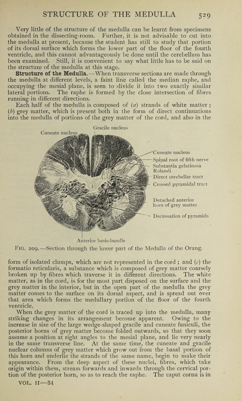 Very little of the structure of the medulla can be learnt from specimens obtained in the dissecting-room. Further, it is not advisable to cut into the medulla at present, because the student has still to study that portion of its dorsal surface which forms the lower part of the floor of the fourth ventricle, and this cannot advantageously be done until the cerebellum has been examined. Still, it is convenient to say what little has to be said on the structure of the medulla at this stage. Structure of the Medulla.—-When transverse sections are made through the medulla at different levels, a faint line called the median raphe, and occupying the mesial plane, is seen to divide it into two exactly similar lateral portions. The raphe is formed by the close intersection of fibres running in different directions. Each half of the medulla is composed of (a) strands of white matter ; (/;) grey matter, which is present both in the form of direct continuations into the medulla of portions of the grey matter of the cord, and also in the Gracile nucleus nucleus Spinal root of fifth nerve Substantia gelatinosa Rolandi Direct cerebellar tract Crossed pyramidal tract Anterior basis-bundle Cuneate nucleus Detached anterior horn of grey matter Decussation of pyramids Fig. 209.—Section through the lower part of the Medulla of the Orang. form of isolated clumps, which are not represented in the cord ; and (c) the formatio reticularis, a substance which is composed of grey matter coarsely broken up by fibres which traverse it in different directions. The white matter, as in the cord, is for the most part disposed on the surface and the grey matter in the interior, but in the open part of the medulla the grey matter comes to the surface on its dorsal aspect, and is spread out over that area which forms the medullary portion of the floor of the fourth ventricle. When the grey matter of the cord is traced up into the medulla, many striking changes in its arrangement become apparent. Owing to the increase in size of the large wedge-shaped gracile and cuneate funiculi, the posterior horns of grey matter become folded outwards, so that they soon assume a position at right angles to the mesial plane, and lie very nearly in the same transverse line. At the same time, the cuneate and gracile nuclear columns of grey matter which grow out from the basal portion of this horn and underlie the strands of the same name, begin to make their appearance. From the deep aspect of these nuclei, fibres, which take origin within them, stream forwards and inwards through the cervical por¬ tion of the posterior horn, so as to reach the raphe. The caput cornu is in VOL. II—34