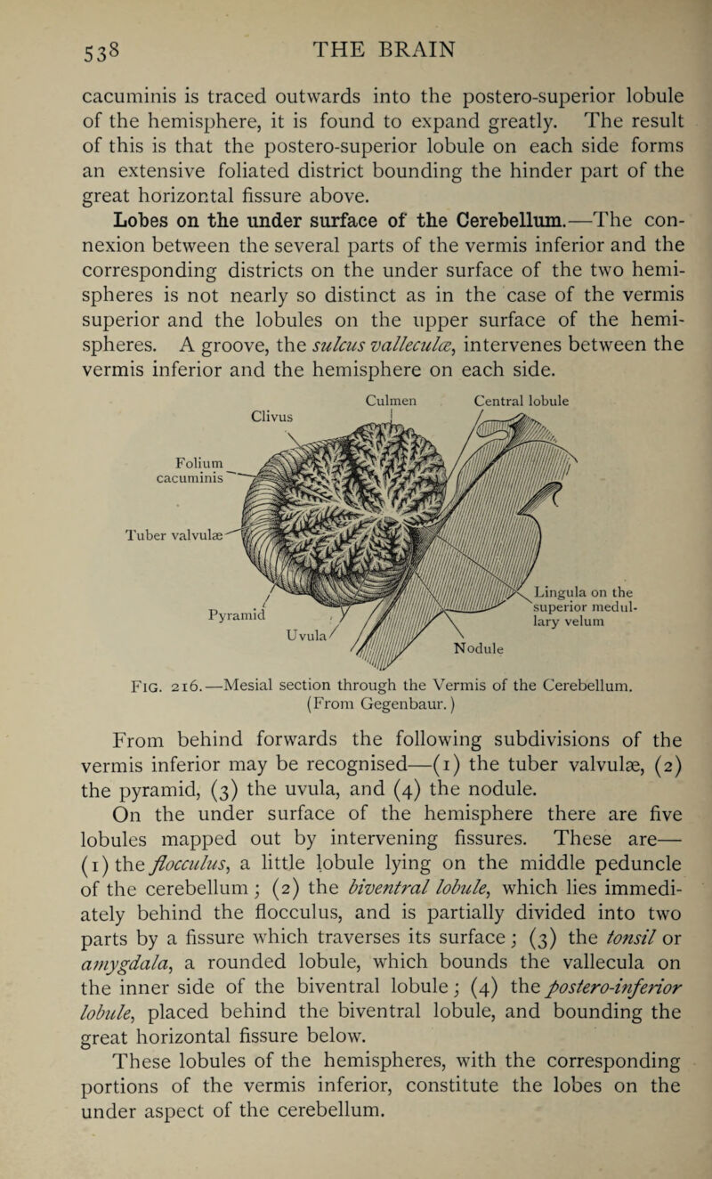 cacuminis is traced outwards into the postero-superior lobule of the hemisphere, it is found to expand greatly. The result of this is that the postero-superior lobule on each side forms an extensive foliated district bounding the hinder part of the great horizontal fissure above. Lobes on the under surface of the Cerebellum.—The con¬ nexion between the several parts of the vermis inferior and the corresponding districts on the under surface of the two hemi¬ spheres is not nearly so distinct as in the case of the vermis superior and the lobules on the upper surface of the hemi¬ spheres. A groove, the sulcus vallecula, intervenes between the vermis inferior and the hemisphere on each side. Culmen Central lobule Lingula on the superior medul lary velum Nodule Clivus Folium cacuminis Tuber valvulae Fig. 216.—Mesial section through the Vermis of the Cerebellum. (From Gegenbaur.) From behind forwards the following subdivisions of the vermis inferior may be recognised—(i) the tuber valvulae, (2) the pyramid, (3) the uvula, and (4) the nodule. On the under surface of the hemisphere there are five lobules mapped out by intervening fissures. These are— (i)theflocculus, a little lobule lying on the middle peduncle of the cerebellum ; (2) the biventral lobule, which lies immedi¬ ately behind the flocculus, and is partially divided into two parts by a fissure which traverses its surface; (3) the tonsil or amygdala, a rounded lobule, which bounds the vallecula on the inner side of the biventral lobule; (4) the postero-inferior lobule, placed behind the biventral lobule, and bounding the great horizontal fissure below. These lobules of the hemispheres, with the corresponding portions of the vermis inferior, constitute the lobes on the under aspect of the cerebellum.