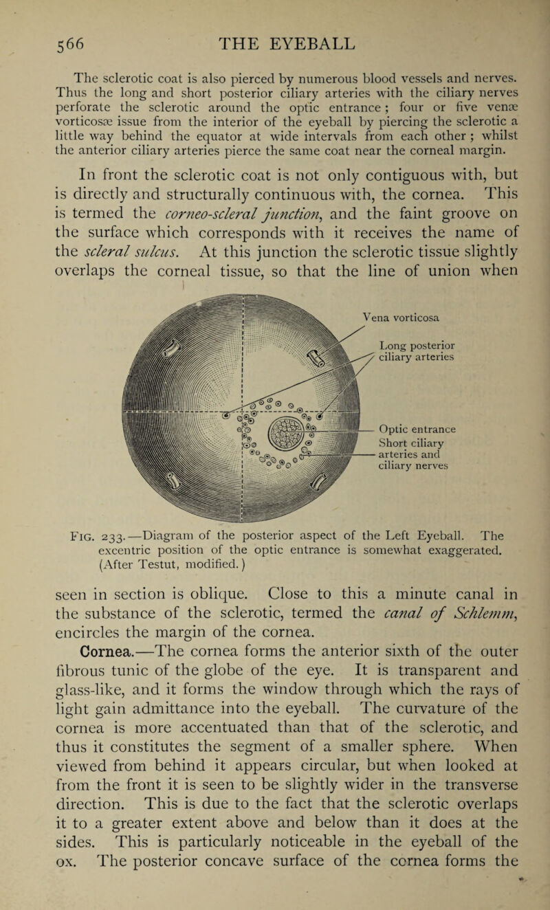 The sclerotic coat is also pierced by numerous blood vessels and nerves. Thus the long and short posterior ciliary arteries with the ciliary nerves perforate the sclerotic around the optic entrance ; four or five venae vorticosae issue from the interior of the eyeball by piercing the sclerotic a little way behind the equator at wide intervals from each other ; whilst the anterior ciliary arteries pierce the same coat near the corneal margin. In front the sclerotic coat is not only contiguous with, but is directly and structurally continuous with, the cornea. This is termed the corneoscleral junction, and the faint groove on the surface which corresponds with it receives the name of the scleral sulcus. At this junction the sclerotic tissue slightly overlaps the corneal tissue, so that the line of union when Vena vorticosa Long posterior ciliary arteries Optic entrance Short ciliary arteries and ciliary nerves Fig. 233.—Diagram of the posterior aspect of the Left Eyeball. The excentric position of the optic entrance is somewhat exaggerated. (After Testut, modified.) seen in section is oblique. Close to this a minute canal in the substance of the sclerotic, termed the canal of Schlemm, encircles the margin of the cornea. Cornea.—The cornea forms the anterior sixth of the outer fibrous tunic of the globe of the eye. It is transparent and glass-like, and it forms the window through which the rays of light gain admittance into the eyeball. The curvature of the cornea is more accentuated than that of the sclerotic, and thus it constitutes the segment of a smaller sphere. When viewed from behind it appears circular, but when looked at from the front it is seen to be slightly wider in the transverse direction. This is due to the fact that the sclerotic overlaps it to a greater extent above and below than it does at the sides. This is particularly noticeable in the eyeball of the ox. The posterior concave surface of the cornea forms the