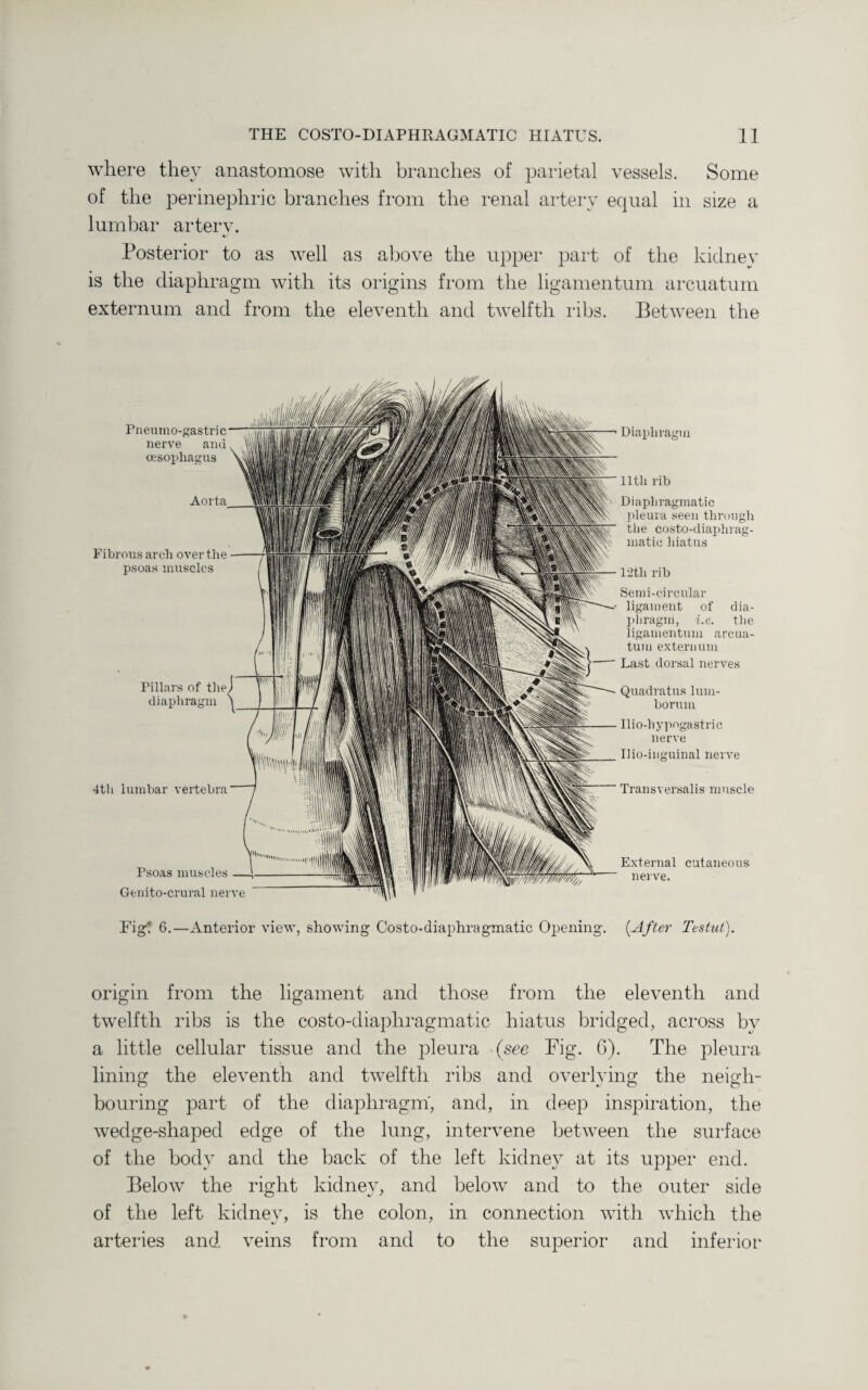 where they anastomose with branches of parietal vessels. Some of the perinephric branches from the renal artery equal in size a lumbar artery. Posterior to as well as above the upper part of the kidney is the diaphragm with its origins from the ligamentum arcuatum externum and from the eleventh and twelfth ribs. Between the Pneumo-gastric nerve and oesophagus Aorta Fibrous arch over the psoas muscles Pillars of the diaphragm 4th lumbar vertebra Psoas muscles Genito-crural nerve Diaphragm lltli rib Diaphragmatic pleuia seen through the costo-diaphrag¬ matic hiatus 12tli rib Semi-circular ligament of dia¬ phragm, i.e. the ligamentum arcua¬ tum externum Last dorsal nerves Quadratus lum- borum Ilio-liypogastric nerve Ilio-inguinal nerve Transversalis muscle External cutaneous nerve. Fig! 6.—Anterior view, showing Costo-diaphragmatic Opening. {After Testut,). origin from the ligament and those from the eleventh and twelfth ribs is the costo-diaphragmatic hiatus bridged, across by a little cellular tissue and the pleura (see Fig. C). The pleura lining the eleventh and twelfth ribs and overlying the neigh¬ bouring part of the diaphragm, and, in deep inspiration, the wedge-shaped edge of the lung, intervene between the surface of the body and the back of the left kidney at its upper end. Below the right kidney, and below and to the outer side of the left kidnev, is the colon, in connection with which the arteries and veins from and to the superior and inferior