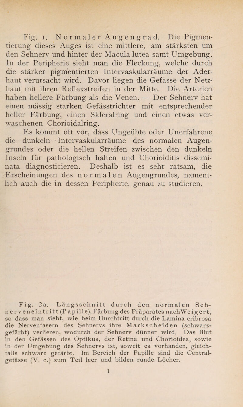 tierung dieses Auges ist eine mittlere, am stärksten um den Sehnerv und hinter der Macula lutea samt Umgebung. In der Peripherie sieht man die Fleckung, welche durch die stärker pigmentierten Intervaskularräume der Ader¬ haut verursacht wird. Davor liegen die Gefässe der Netz¬ haut mit ihren Reflexstreifen in der Mitte. Die Arterien haben hellere Färbung als die Venen. — Der Sehnerv hat einen mässig starken Gefässtrichter mit entsprechender heller Färbung, einen Skleralring und einen etwas ver¬ waschenen Chorioidalring. Es kommt oft vor, dass Ungeübte oder Unerfahrene die dunkeln Intervaskularräume des normalen Augen¬ grundes oder die hellen Streifen zwischen den dunkeln Inseln für pathologisch halten und Chorioiditis dissemi¬ nata diagnosticieren. Deshalb ist es sehr ratsam, die Erscheinungen des normalen Augengrundes, nament¬ lich auch die in dessen Peripherie, genau zu studieren. Fig. 2 a. Längsschnitt durch den normalen Seh¬ nerveneintritt (Papille), Färbung des Präparates nach Weigert, so dass man sieht, wie beim Durchtritt durch die Lamina cribrosa die Nervenfasern des Sehnervs ihre Markscheiden (schwarz¬ gefärbt) verlieren, wodurch der Sehnerv dünner wird. Das Blut in den Gefässen des Optikus, der Retina und Chorioidea, sowie in der Umgebung des Sehnervs ist, soweit es vorhanden, gleich¬ falls schwarz gefärbt. Im Bereich der Papille sind die Central- gefässe (V. c.) zum Teil leer und bilden runde Löcher. 1
