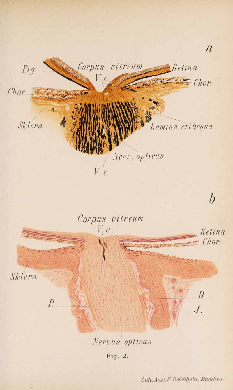 ä b Corpus vitreum Retina Chor. Nervus opticus Fig. 2.