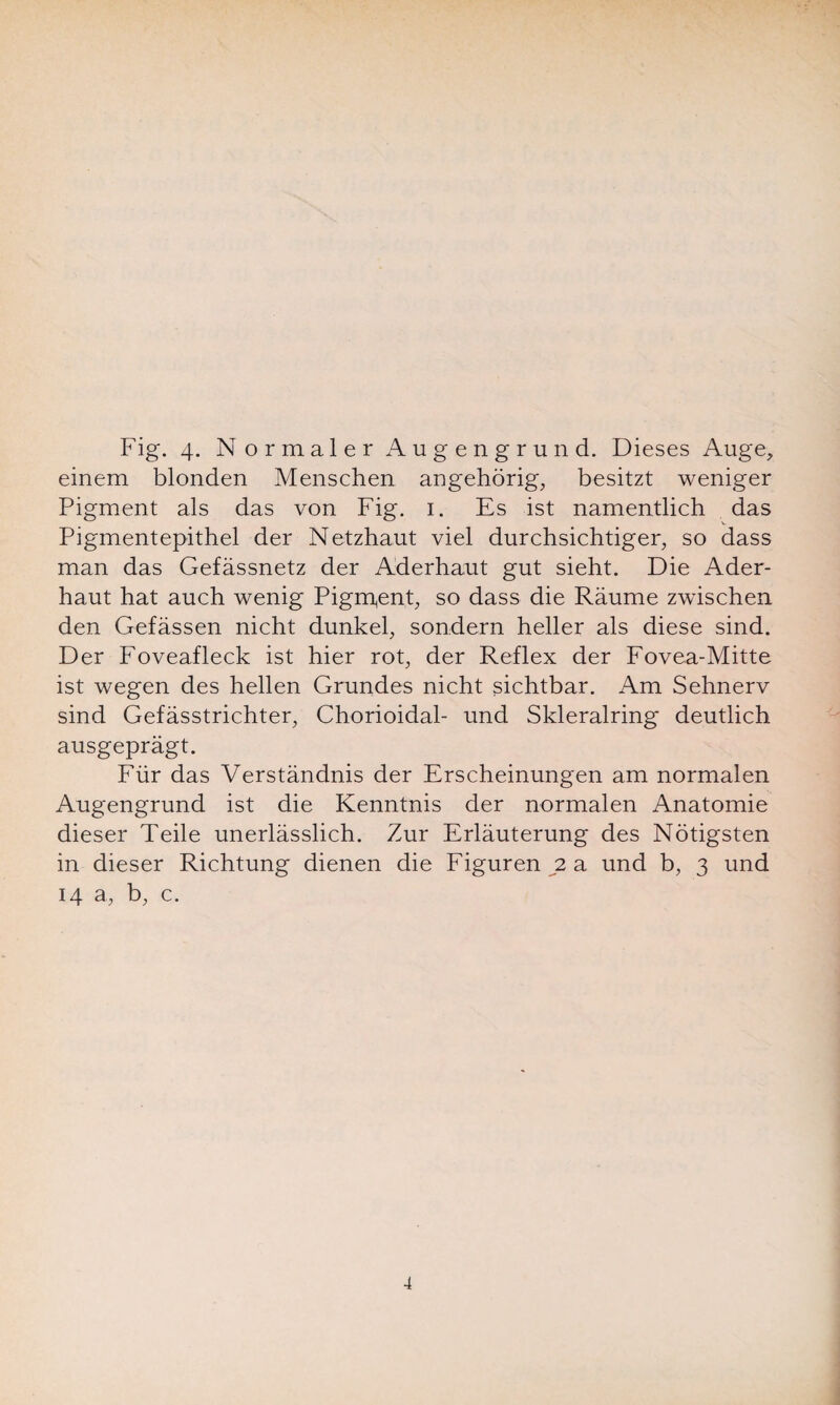 einem blonden Menschen angehörig, besitzt weniger Pigment als das von Fig. 1. Es ist namentlich das Pigmentepithel der Netzhaut viel durchsichtiger, so dass man das Gefässnetz der Aderhaut gut sieht. Die Ader¬ haut hat auch wenig Pigment, so dass die Räume zwischen den Gefässen nicht dunkel, sondern heller als diese sind. Der Foveafleck ist hier rot, der Reflex der Fovea-Mitte ist wegen des hellen Grundes nicht sichtbar. Am Sehnerv sind Gefässtrichter, Chorioidal- und Skleralring deutlich ausgeprägt. Für das Verständnis der Erscheinungen am normalen Augengrund ist die Kenntnis der normalen Anatomie dieser Teile unerlässlich. Zur Erläuterung des Nötigsten in dieser Richtung dienen die Figuren 2 a und b, 3 und 14 a, b, c. 4