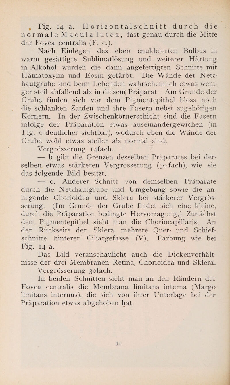 , Fig. 14 a. Horizontalschnitt durch die normale Macula lutea, fast genau durch die Mitte der Fovea centralis (F. c.). Nach Einlegen des eben enukleierten Bulbus in warm gesättigte Sublimatlösung und weiterer Härtung in Alkohol wurden die dann angefertigten Schnitte mit Hämatoxylin und Eosin gefärbt. Die Wände der Netz¬ hautgrube sind beim Lebenden wahrscheinlich etwas weni¬ ger steil abfallend als in diesem Präparat. Am Grunde der Grube finden sich vor dem Pigmentepithel bloss noch die schlanken Zapfen und ihre Fasern nebst zugehörigen Körnern. In der Zwischenkörnerschicht sind die Fasern infolge der Präparation etwas auseinandergewichen (in Fig. c deutlicher sichtbar), wodurch eben die Wände der Grube wohl etwas steiler als normal sind. Vergrösserung I4fach. •— b gibt die Grenzen desselben Präparates bei der¬ selben etwas stärkeren Vergrösserung (30 fach), wie sie das folgende Bild besitzt. — c. Anderer Schnitt von demselben Präparate durch die Netzhautgrube und Umgebung sowie die an¬ liegende Chorioidea und Sklera bei stärkerer Vergrös¬ serung. (Im Grunde der Grube findet sich eine kleine, durch die Präparation bedingte Hervorragung.) Zunächst dem Pigmentepithel sieht man die Choriocapillaris. An der Rückseite der Sklera mehrere Quer- und Schief¬ schnitte hinterer Ciliargefässe (V). Färbung wie bei Fig. 14 a. Das Bild veranschaulicht auch die Dickenverhält¬ nisse der drei Membranen Retina, Chorioidea und Sklera. Vergrösserung 3ofach. In beiden Schnitten sieht man an den Rändern der Fovea centralis die Membrana limitans interna (Margo limitans internus), die sich von ihrer Unterlage bei der Präparation etwas abgehoben hat.