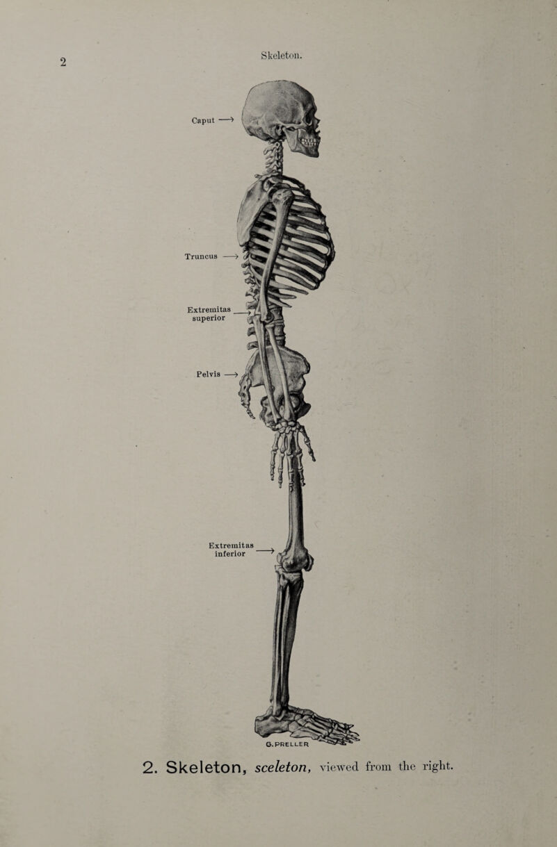 Extremitas inferior G.preller Truncus Extremitas superior Pelvis