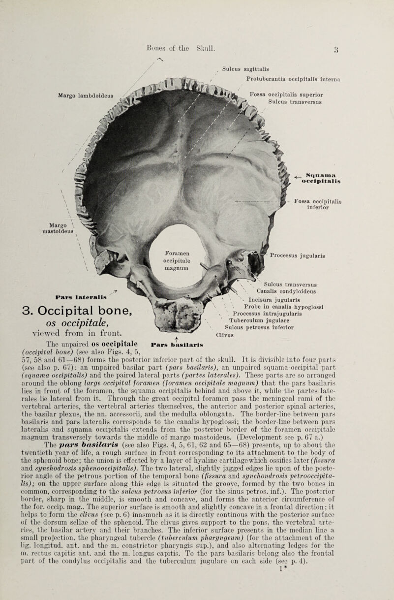 Margo lambdoideua , Sulcus sagittalis Protuberantia occipitalis interaa Fossa occipitalis superior Sulcus transversus _ Squama occipitalis Fossa occipitalis inferior Pars lateralis 3. Occipital bone, os occipitale, viewed from in front. Processus jugularis Sulcus transversus Canalis condyloideus \ \ V Incisura jugularis v ' Probe in canalis hypoglossi \ Processus intrajugularis Tuberculum jugulare Sulcus petrosus inferior Clivus A The unpaired os occipitale (occipital bone) (see also Figs. 4, 5, 57, 58 and 61—68) forms the posterior inferior part of the skull. It is divisible into four parts (see also p. 67): an unpaired basilar part (pars basilaris), an unpaired squama-occipital part (squama occipitalis) and the paired lateral parts (partes laterales). These parts are so arranged around the oblong large occipital foramen (foramen occipitale magnum) that the pars basilaris lies in front of the foramen, the squama occipitalis behind and above it, while the partes late¬ rales lie lateral from it. Through the great occipital foramen pass the meningeal rami of the vertebral arteries, the vertebral arteries themselves, the anterior and posterior spinal arteries, the basilar plexus, the nn. accessorii, and the medulla oblongata. The border-line between pars basilaris and pars lateralis corresponds to the canalis hypoglossi; the border-line between pars lateralis and squama occipitalis extends from the posterior border of the foramen occipitale magnum transversely towards the middle of margo mastoideus. (Development see p. 67 a.) The pars basilaris (see also Figs. 4, 5, 61, 62 and 65—68) presents, up to about the twentieth year of life, a rough surface in front corresponding to its attachment to the body of the sphenoid bone; the union is effected by a layer of hyaline cartilage which ossifies later (fissura and synchodrosis sphenooccipitalis). The two lateral, slightly jagged edges lie upon of the poste¬ rior angle of the petrous portion of the temporal bone (fissura and synchondrosis petrooccipita- lis); on the upper surface along this edge is situated the groove, formed by the two bones in common, corresponding to the sulcus petrosus inferior (for the sinus petros. inf.). The posterior border, sharp in the middle, is smooth and concave, and forms the anterior circumference of the for. occip. mag.. The superior surface is smooth and slightly concave in a frontal direction; it helps to form the clivus (see p. 6) inasmuch as it is directly continous with the posterior surface of the dorsum sellae of the sphenoid. The clivus gives support to the pons, the vertebral arte¬ ries, the basilar artery and their branches. The inferior surface presents in the median line a small projection, the pharyngeal tubercle (tuberculum pharyngeum) (for the attachment of the lig. longitud. ant. and the m. constrictor pharvngis sup.), and also alternating ledges for the m. rectus capitis ant. and the m. longus capitis. To the pars basilaris belong also the frontal part of the condylus occipitalis and the tuberculum jugulare on each side (see p. 4). 1*