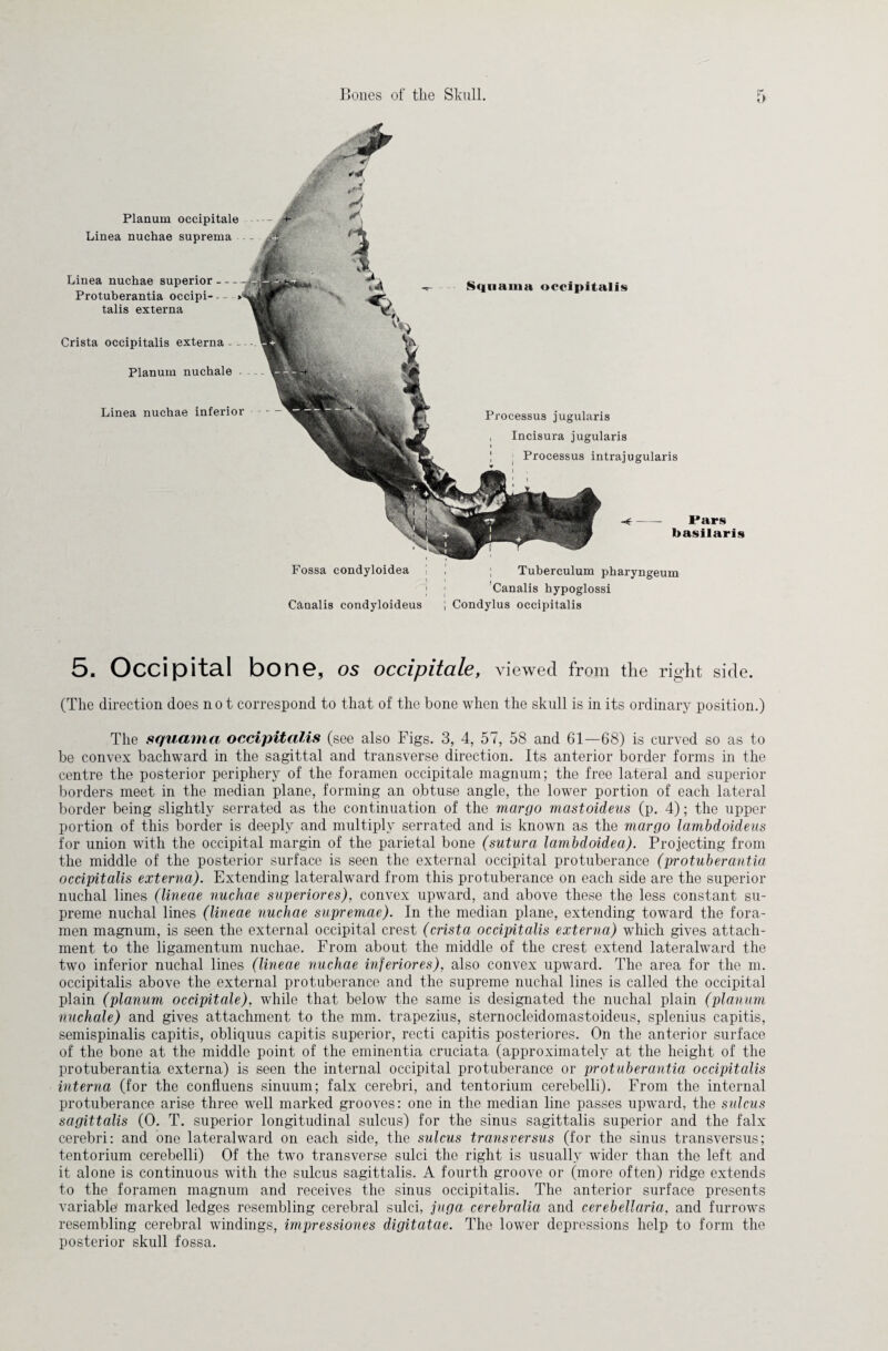 5. Occipital bone, OS occipitale, viewed from the right side. (The direction does not correspond to that of the bone when the skull is in its ordinary position.) The squama occipitalis (see also Figs. 3, 4, 57, 58 and 61—68) is curved so as to be convex bachward in the sagittal and transverse direction. Its anterior border forms in the centre the posterior periphery of the foramen occipitale magnum; the free lateral and superior borders meet in the median plane, forming an obtuse angle, the lower portion of each lateral border being slightly serrated as the continuation of the margo mcistoideus (p. 4); the upper portion of this border is deeply and multiply serrated and is known as the margo lambdoideus for union with the occipital margin of the parietal bone (sutura lambdoidea). Projecting from the middle of the posterior surface is seen the external occipital protuberance (protuberantia occipitalis externa). Extending lateralward from this protuberance on each side are the superior nuchal lines (lineae nuchae superiores), convex upward, and above these the less constant su¬ preme nuchal lines (lineae nuchae supremae). In the median plane, extending toward the fora¬ men magnum, is seen the external occipital crest (crista occipitalis externa) which gives attach¬ ment to the ligamentum nuchae. From about the middle of the crest extend lateralward the two inferior nuchal lines (lineae nuchae inferiores), also convex upward. The area for the m. occipitalis above the external protuberance and the supreme nuchal lines is called the occipital plain (planum occipitale), while that below the same is designated the nuchal plain (planum nuchale) and gives attachment to the mm. trapezius, sternocleidomastoideus, splenius capitis, semispinalis capitis, obliquus capitis superior, recti capitis posteriores. On the anterior surface of the bone at the middle point of the eminentia cruciata (approximately at the height of the protuberantia externa) is seen the internal occipital protuberance or protuberantia occipitalis interna (for the confluens sinuum; falx cerebri, and tentorium cerebelli). From the internal protuberance arise three well marked grooves: one in the median line passes upward, the sulcus sagittalis (0. T. superior longitudinal sulcus) for the sinus sagittalis superior and the falx cerebri: and one lateralward on each side, the sulcus transversus (for the sinus transversus; tentorium cerebelli) Of the two transverse sulci the right is usually wider than the left and it alone is continuous with the sulcus sagittalis. A fourth groove or (more often) ridge extends to the foramen magnum and receives the sinus occipitalis. The anterior surface presents variable' marked ledges resembling cerebral sulci, juga cerebralia and cerebellaria, and furrows resembling cerebral windings, impressiones digitatae. The lower depressions help to form the posterior skull fossa.