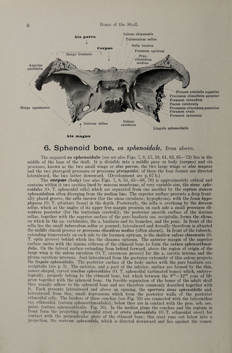 Sulcus chiasmatis Ala parva I / Tuberculum sellae / / Sella turcica clinoideus medius Dorsum sellae Angulus parietalis Margo frontalis 3 Corpus • ; j ] Foramen opticum / / Proc. Margo squamosus Sulcus caroticus Fissura orbitalis superior Processus clinoideus anterior ' Foramen rotundum ) ' ' Facies cerebralis C_ Processus clinoideus posterior Foramen ovale Foramen spinosum Lingula sphenoidalis Ala magna 6. Sphenoid bone, os sphenoidale, from above. The unpaired os sphenoidale (see see also Figs. 7, 8, 57, 58, 61, 62, 65—73) lies in the middle of the base of the skull. It is divisible into a middle piece or body (corpus) and six processes, known as the two small wings or alae parvae, the two large wings or alae magnae and the two pterygoid processes or processus pterygoidei; of these the four former are directed lateralward, the two latter downward. (Development see p. 67 b.) The corpus (body) (see also Figs. 7, 8, 61, 65—68, 70) is approximately cubical and contains within it two cavities lined by mucous membrane, of very variable size, the sinus sphe- noidales (0. T. sphenoidal cells) which are separated from one another by the septum sinuum sphenoidalium often diverging from the median line. The superior surface presents a deep front- ally placed groove, the sella turcica (for the sinus circularis; hypophysis), with the fossa hypo- physeos (0. T. pituitary fossa) in the depth. Posteriorly, the sella is overhung by the dorsum sellae, which at the angles of its upper free margin presents on each side a small processus cli¬ noideus posterior (for the tentorium cerebelli); the posterior smooth surface of the dorsum sellae, together with the superior surface of the pars basilaris oss. occipitalis, forms the clivus, on which lie the aa. vertebrales, the a. basilaris and its branches, and the pons. In front of the sella lies the small tuberculum sellae or pommel; lateralward and dorsally therefrom is situated the middle clinoid process or processus clinoideus medius (often absent). In front of the tubercle, extending transversely on each side to the foramen opticum, is the shallow sulcus chiasmatis (0. T. optic groove) behind which lies the chiasma opticum. The anterior margin of the superior surface unites with the lamina cribrosa of the ethmoid bone to form the sutura sphenoethmoi- dalis. On the lateral surface extending from behind forward, above the region of origin of the large wing is the sulcus caroticus (0. T. cavernous groove) for the a. carotis interna and the plexus caroticus internus. Just lateralward from the posterior extremity of this sulcus projects the lingula sphenoidalis. The posterior surface of the body unites with the pars basilaris oss. occipitalis (see p. 3). The anterior, and a part of the inferior, surface are formed by the thin, saucer-shaped, curved conchae sphenoidales (0. T. sphenoidal turbinated bones) which, embrvo- logically, properly belong to the ethmoid bone, but which between the 9th—12th year of iife grow together with the sphenoid bone. On forcible separation of the bones of the adult skull they usually adhere to the sphenoid bone and are therefore commonly described together with it. Each presents lateralward and above an opening, the apertura sinus sphenoidalis and, lateralward from this, small depressions which form the posterior walls of the posterior ethmoidal cells. The borders of these conchae (see Fig. 70) are connected with the labvrinthus oss. ethmoidal, (sutura sphenoethmoidalis); below they are in contact with the proc. orb. oss. palat. (sutura sphenoorbitalis. Fig. 70). In the median plane the conchae and the septum in front form the projecting sphenoidal crest or crista sphenoidalis (0. T. ethmoidal crest) for contact with the perpendicular plate of the ethmoid bone; this crest runs out below into a projection, the rostrum sphenoidale, which is directed downward and lies against the vomer.