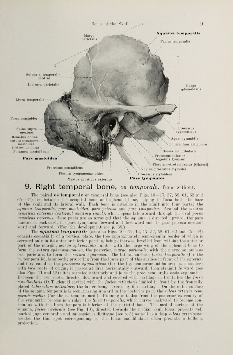 „ A Margo pa riot all 8 Squama temporalis Facies temporalis Sulcus a. temporalis mediae Inoisura parietalis Linea temporalis- Fossa mastoides— Spina supra _ meatum Remains of the sutura squamoso- mastoidea (petrosquamosa) Foramen mastoideum I’ars iiiasloitloa Margo sphenoidalis \ Processus /ygomaticus Apex pyramidis \ Tuberculum articulare Processus mastoideus Fissura tympanonuvstoidea Meatus acusticus externi i i \ V \ ' n Processus inferior \ \ \N \ N ' \ \ \ s Vagina processus styloldei Fossa mandibularis sans inferior tegmlnis tympani Fissura petrotympanioa [Qlaseri| \ Processus styloideus Pars f .y iiipuiiicn 9. Ri ght temporal bone, os temporale, from an i111o111. Tho paired os temporale or tompornl bono (set' also Figs. 10 17, 57, 58, 61, 62 and G5 G7) lies betwet'U Hit' ueeipital boat' and sphonoid boat', helping to form hol I i litt1 base of the skull and its lateral wall. Fach bone is divisible in tho adult into four parts; tho squama temporalis, pars mastoidea, pars petrosa and pars tpmpauica. Around the meatus acusticus exteruus (external auditorp canal), which opens latoralward through tho oval poms acusticus exteruus, thoso parts are so arranged that lit*' squama, is directed upward, t ho pars mastoidea. backward, tho pars tympanica forward and downward and tin' pars pel rosa median ward and forward. (For the development set' p. GS.) Tho squama temporalis (see also Figs. 10—12, U, 17, 57, 58, Gl, G2 and 65- GS) consists ossontialh of a vertical plate, tho free approximately semi circular border of which is serrated only in its anterior inferior portion, being otherwise bevelled from within; litt' anterior part of iht' margin, nwrpo sphenoidalis, unites with I lit' birgt' wing of I lit' sphonoid hont' to form i.lio sutura spheuosquaniosa, tho posterior, marpo parietalis, with the marge squamosus oss. parietalis to form tho sutura squamosa. Tho lateral surface, facies temporalis (for tho m. temporalis), is smooth; projecting from I lit' lower part <>f I his surface in front of I ho external auditory canal is tho processus zy pom aliens (for the lig. temporomandibulare; m. masseter) with two roots of origin; if passos at lirst horizontally outward, llieti straight forward (see also Figs. II and 12): it is serrated anteriorly and joins the proc. temporalis ossis zygoma! ici. I let ween the two roots, directed downward and covered with cartilage in front, lies tho fossa mandibularis (0. 'I’, glenoid cavity) with t in' furies articnlaris limited in front by tho frontally placed /nherculum articulare, tho lat ter being covered by libroeartilage. On the outer surface of Hu1 squama temporalis is soon, passing upward in the posterior part, the salens arteriae tem¬ poralis mediae (for the a. temper, mod.). I» mining out also from t he posterior extremity of (In' zygomatic, process is a ridge, tho linen temporalis, which curves backward to become con tuitions with the linen, temporalis inferior of the parietal bone. Tho medial surface of the squama, facies eerehralis (see Fig. 10), directed towards the median skull fossa, presents well marked jugn cerebralia and improssiones digilafae (set1 p. 5) as well as a deep sulcus arteriosus; besides Hie thin spot corresponding to tho fossa mandibularis often presents a bulbous project ion.