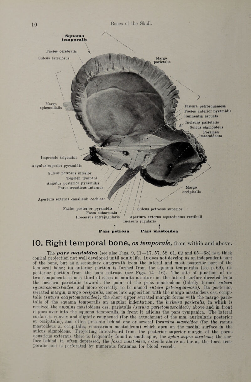 Sqnama temporalis \ Facies cerebralis \ Sulcus arteriosus Margo sphenoidalis Margo parietalis Fissura petrosquamosa Facies anterior pyramidis Eminentia arcuata Incisura parietalis Sulcus sigmoideu3 Foramen mastoideum Impressio trigemini Angulus superior pyramidis Sulcus petrosus inferior Tegmen tympani / / / • Angulus posterior pyramidis ' / Porus acusticus internus /_ ' ' ' 1 ; I / / / / I • Apertura externa canaliculi cochleae ll / / 1 I it ' ! / 11 i 1 1 Facies posterior pyramidis ' , / / Sulcus petrosus superior Fossa subarcuata ' / «' Processus intrajugularis Apertura externa aquaeductus vestibuli Incisura jugularis Margo occipitalis t t Pars petrosa Pars mastoidea 10. Right temporal bone, 05 temporale, from within and above. The pars mastoidea (see also Figs. 9, 11—17, 57, 58, 61, 62 and 65—68) is a thick conical projection not well developed until adult life. It does not develop as an independent part of the bone, hut as a secondary outgrowth from the lateral and most posterior part of the temporal bone; its anterior portion is formed from the squama temporalis (see p. 69), its posterior portion from the pars petrosa (see Figs. 14—16). The site of junction of its two components is in a third of cases in adults a suture on the lateral surface directed from the incisura parietalis towards the point of the proc. mastoideus (falsely termed sutura squamosomastoidea, and more correctly to be named sutura petrosquamosa). Its posterior, serrated margin, margo occipitalis, comes into apposition with the margo mastoideus oss. occipi¬ talis (sutura occipitomastoidea); the short upper serrated margin forms with the margo parie¬ talis of the squama temporalis an angular indentation, the incisura parietalis, in which is received the angulus mastoideus oss. parietalis (sutura parietomastoidea); above and in front it goes over into the squama temporalis, in front it adjoins the pars tympanica. The lateral surface is convex and slightly roughened (for the attachment of the mm. auricularis posterior et occipitalis), and often presents behind one or several foramina mastoidea (for the ramus mastoideus a. occipitalis; emissarium mastoideum) which open on the medial surface in the sulcus sigmoideus. Projecting lateralward from the posterior superior margin of the porus acusticus externus there is frequently found a small spur, the spina supra meatum: the sur¬ face behind it, often depressed, the fossa mastoidea, extends above as far as the linea tem¬ poralis and is perforated by numerous foramina for blood vessels.