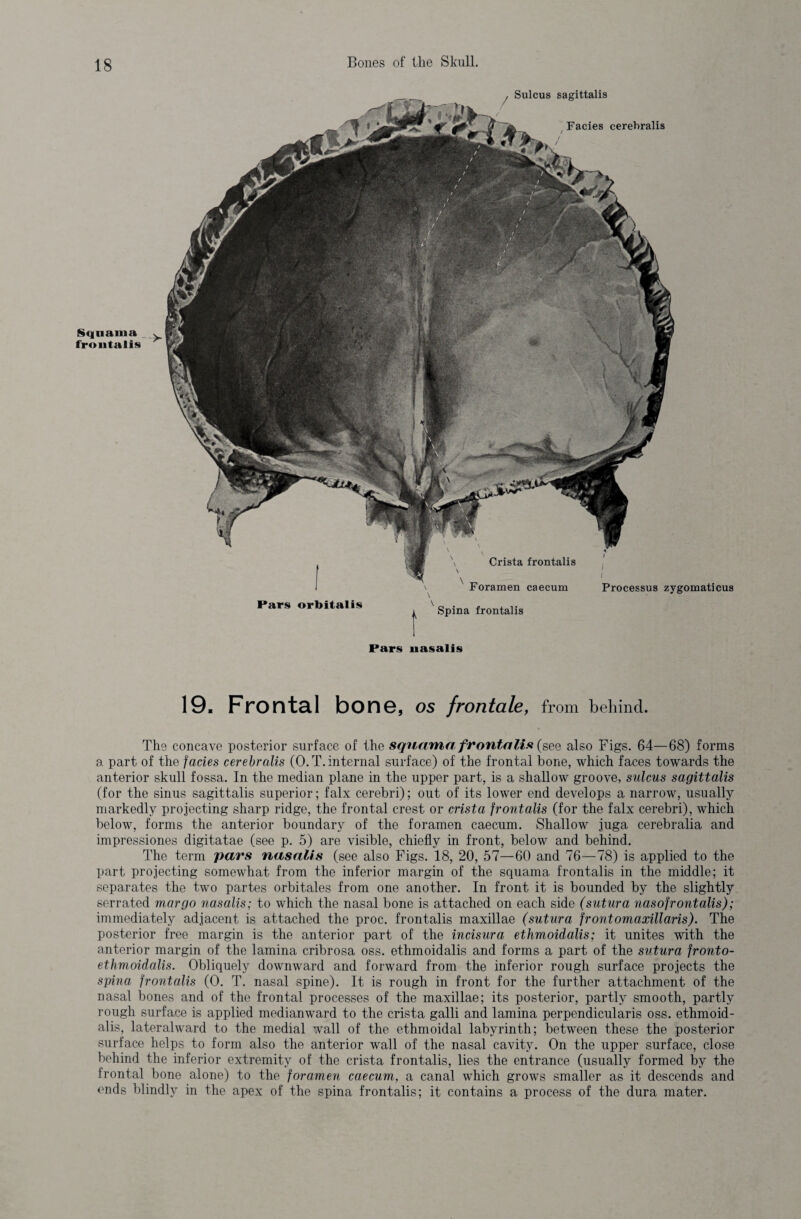 Sqnama frontalis Pars orbitalis \ Spina frontalis Pars nasalis 19. Frontal bon©, OS frontale, from behind. The concave posterior surface of the squama frontalis (see also Figs. 64—68) forms a part of the facies cerebralis (0. T. internal surface) of the frontal bone, which faces towards the anterior skull fossa. In the median plane in the upper part, is a shallow groove, sulcus sagittalis (for the sinus sagittalis superior; falx cerebri); out of its lower end develops a narrow, usually markedly projecting sharp ridge, the frontal crest or crista frontalis (for the falx cerebri), which below, forms the anterior boundary of the foramen caecum. Shallow juga cerebralia and impressiones digitatae (see p. 5) are visible, chiefly in front, below and behind. The term pars nasalis (see also Figs. 18, 20, 57—60 and 76—78) is applied to the part projecting somewhat from the inferior margin of the squama frontalis in the middle; it separates the two partes orbitales from one another. In front it is bounded by the slightly serrated mar go nasalis; to which the nasal bone is attached on each side (sutura nasofrontalis); immediately adjacent is attached the proc. frontalis maxillae (sutura frontomaxillaris). The posterior free margin is the anterior part of the incisura ethmoidalis; it unites with the anterior margin of the lamina cribrosa oss. ethmoidalis and forms a part of the sutura fronto- ethmoidalis. Obliquely downward and forward from the inferior rough surface projects the spina frontalis (0. T. nasal spine). It is rough in front for the further attachment of the nasal bones and of the frontal processes of the maxillae; its posterior, partly smooth, partly rough surface is applied medianward to the crista galli and lamina perpendicularis oss. ethmoid¬ alis, lateralward to the medial wall of the ethmoidal labyrinth; between these the posterior surface helps to form also the anterior wall of the nasal cavity. On the upper surface, close behind the inferior extremity of the crista frontalis, lies the entrance (usually formed by the frontal bone alone) to the foramen caecum, a canal which grows smaller as it descends and ends blindly in the apex of the spina frontalis; it contains a process of the dura mater.