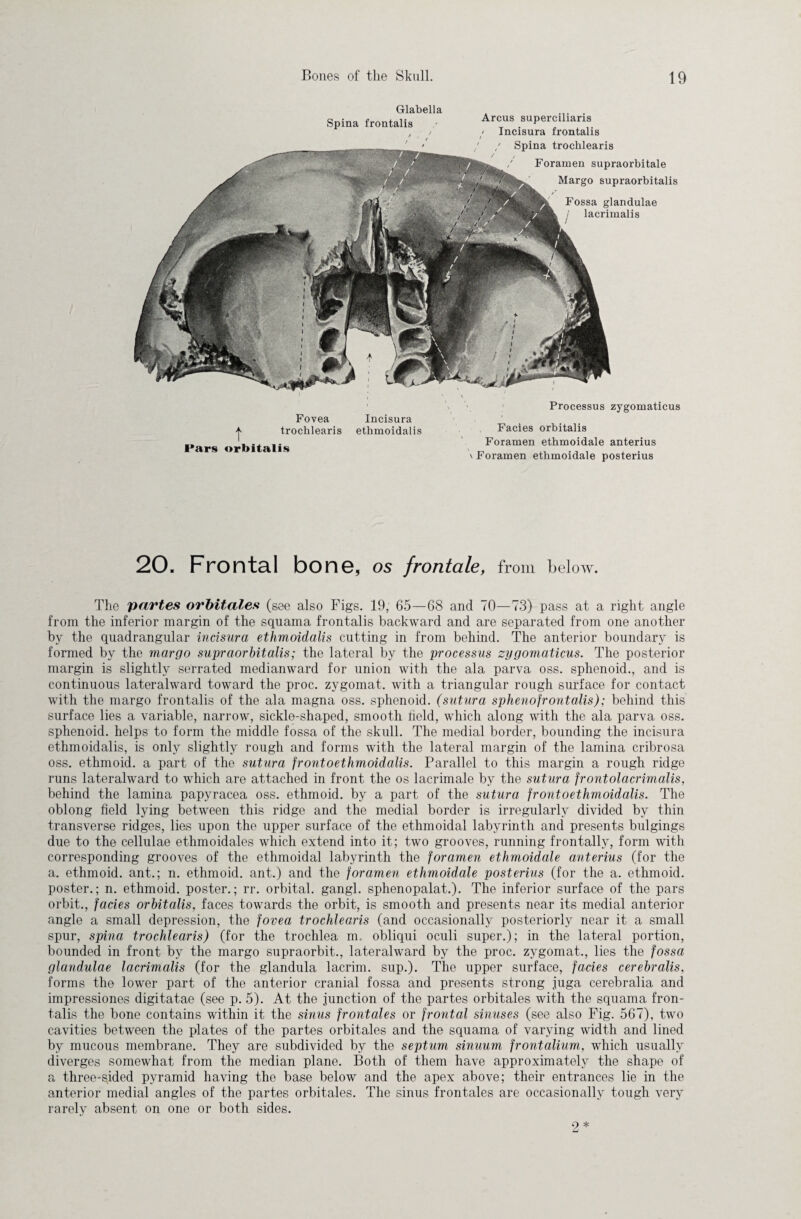 Glabella Spina frontalis Arcus superciliaris / Incisura frontalis Spina trochlearis Foramen supraorbitale Margo supraorbitalis Fossa glandulae lacrimalis Fovea Incisura ^ trocblearis ethmoidalis Pars orbitalis Processus zygomaticus Facies orbitalis Foramen etbmoidale anterius \ Foramen etbmoidale posterius 20. Frontal bone, os frontale, from below. The partes orbitales (see also Figs. 19, 65—68 and 70—73) pass at a right angle from the inferior margin of the squama frontalis backward and are separated from one another by the quadrangular incisura ethmoidalis cutting in from behind. The anterior boundary is formed by the margo supraorbitalis; the lateral by the processus zygomaticus. The posterior margin is slightly serrated medianward for union with the ala parva oss. sphenoid., and is continuous lateralward toward the proc. zygomat. with a triangular rough surface for contact with the margo frontalis of the ala magna oss. sphenoid, (sutura sphenofrontalis); behind this surface lies a variable, narrow, sickle-shaped, smooth field, which along with the ala parva oss. sphenoid, helps to form the middle fossa of the skull. The medial border, bounding the incisura ethmoidalis, is only slightly rough and forms with the lateral margin of the lamina cribrosa oss. ethmoid, a part of the sutura frontoethmoidalis. Parallel to this margin a rough ridge runs lateralward to which are attached in front the os lacrimale by the sutura frontolacrimalis, behind the lamina papyracea oss. ethmoid, by a part of the sutura frontoethmoidalis. The oblong field lying between this ridge and the medial border is irregularly divided by thin transverse ridges, lies upon the upper surface of the ethmoidal labyrinth and presents bulgings due to the cellulae ethmoidales which extend into it; two grooves, running frontally, form with corresponding grooves of the ethmoidal labyrinth the foramen ethmoidale anterius (for the a. ethmoid, ant.; n. ethmoid, ant.) and the foramen ethmoidale posterius (for the a. ethmoid, poster.; n. ethmoid, poster.; rr. orbital, gangl. sphenopalat.). The inferior surface of the pars orbit., facies orbitalis, faces towards the orbit, is smooth and presents near its medial anterior angle a small depression, the fovea trochlearis (and occasionally posteriorly near it a small spur, spina trochlearis) (for the trochlea m. obliqui oculi super.); in the lateral portion, bounded in front by the margo supraorbit., lateralward by the proc. zygomat., lies the fossa glandulae lacrimalis (for the glandula lacrim. sup.). The upper surface, facies cerebralis, forms the lower part of the anterior cranial fossa and presents strong juga cerebralia and impressiones digitatae (see p. 5). At the junction of the partes orbitales with the squama fron¬ talis the bone contains within it the sinus frontales or frontal sinuses (see also Fig. 567), two cavities between the plates of the partes orbitales and the squama of varying width and lined by mucous membrane. They are subdivided by the septum sinuum frontalium, which usually diverges somewhat from the median plane. Both of them have approximately the shape of a three-^ided pyramid having the base below and the apex above; their entrances lie in the anterior medial angles of the partes orbitales. The sinus frontales are occasionally tough very rarely absent on one or both sides.