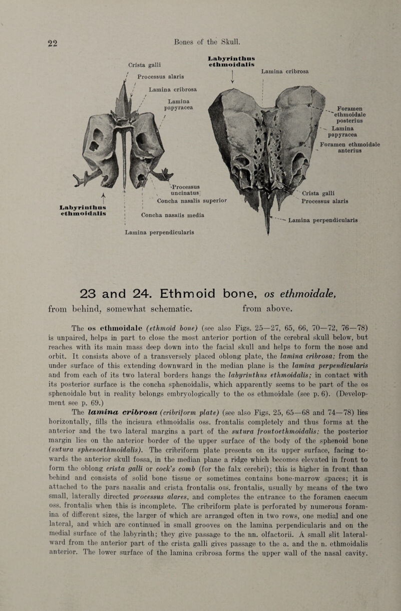 Crista galli l.abyrintliiis ethmoidalis A i I JLahyrinttins ethmoidalis 'Processus uncinatusj Concha nasalis superior Concha nasalis media Lamina perpendicularis Foramen ethmoidale anterius Crista galli Processus alaris Processus alaris Lamina cribrosa Lamina papyracea / Lamina cribrosa Foramen ethmoidale posterius Lamina papyracea Lamina perpendicularis 23 and 24. Ethmoid bon e, os ethmoidale, from behind, somewhat schematic. from above. The os ethmoidale (ethmoid bone) (see also Figs. 25—27, 65, 66, 70—72, 76—78) is unpaired, helps in part to close the most anterior portion of the cerebral skull below, but reaches with its main mass deep down into the facial skull and helps to form the nose and orbit. It consists above of a transversely placed oblong plate, the lamina cribrosa; from the under surface of this extending downward in the median plane is the lamina perpendicularis and from each of its two lateral borders hangs the labyrinthus ethmoidalis; in contact with its posterior surface is the concha sphenoidalis, which apparently seems to be part of the os sphenoidale but in reality belongs embryologically to the os ethmoidale (see p. 6). (Develop¬ ment see p. 69.) The lamina cribrosa (cribriform plate) (see also Figs. 25, 65—68 and 74—78) lies horizontally, fills the incisura ethmoidalis oss. frontalis completely and thus forms at the anterior and the two lateral margins a part of the sutura frontoethmoidalis; the posterior margin lies on the anterior border of the upper surface of the body of the sphenoid bone (sutura sphenoethmoidalis). The cribriform plate presents on its upper surface, facing to¬ wards the anterior skull fossa, in the median plane a ridge which becomes elevated in front to form the oblong crista galli or cock's comb (for the falx cerebri); this is higher in front than behind and consists of solid bone tissue or sometimes contains bone-marrow spaces; it is attached to the pars nasalis and crista frontalis oss. frontalis, usually by means of the two small, laterally directed processus alares, and completes the entrance to the foramen caecum oss. frontalis when this is incomplete. The cribriform plate is perforated by numerous foram¬ ina of different sizes, the larger of which are arranged often in two rows, one medial and one lateral, and which are continued in small grooves on the lamina perpendicularis and on the medial surface of the labyrinth; they give passage to the nn. olfactorii. A small slit lateral- ward from the anterior part of the crista galli gives passage to the a. and the n. ethmoidalis anterior. The lower surface of the lamina cribrosa forms the upper wall of the nasal cavity.