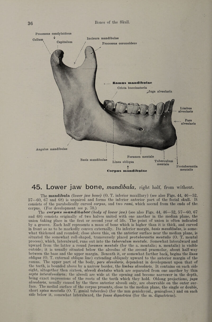 Processus condyloideus Collum Capitulum Incisura mandibulae Processus coronoideus Limbus alveolaris Pars alveolaris Basis mandibulae i i Foramen mentale I Linea obliqua t Corpus mandibulae i Tuberculum mentale i l I « 4 1 Pro tub er anti a mentalis 45. Lower j aw bone, mandibula, right half, from without. The mandibula (lower jaw bone) (0. T. inferior maxillary) (see also Figs. 44, 46—52, 57—60, 67 and 68) is unpaired and forms the inferior anterior part of the facial skull. It consists of the parabolically curved corpus, and two rami, which ascend from the ends of the corpus. (For development see p. 70.) The corpus ntatnUfmlae (body of lower jaw) (see also Figs. 44, 46—52, 57—60, 67 and 68) consists originally of two halves united with one another in the median plane, the union taking place in the first or second year of life. The point of union is often indicated by a groove. Each half represents a mass of bone which is higher than it is thick, and curved in front so as to be markedly convex externally. Its inferior margin, basis mandibulae, is some¬ what thickened and rounded; close above this, on the anterior surface near the median plane, is situated the somewhat roll-shaped, transversely placed protuberantia mentalis (0. T. mental process), which, lateralward, runs out into the tuberculum mentale. Somewhat lateralward and upward from the latter a round foramen mentale (for the a. mentalis; n. mentalis) is visible outside; it is usually situated below the alveolus of the second praemolar, about half-way between the base and the upper margin. Beneath it, or somewhat farther back, begins the linea obliqua (0. T. external oblique line) extending obliquely upward to the anterior margin of the ramus. The upper part of the body, pars alveolaris, dependent in development upon that of the teeth, is bounded above by a narrow border, the limbus alveolaris. It contains on each side eight, altogether then sixteen, alveoli dentales which are separated from one another by thin septa interalveolaria; the alveoli are wide at the opening and become narrower in the depth, being exact impressions of the roots of the teeth which they hold. Oblong projections, juga alveolaria, usually caused by the three anterior alveoli only, are observable on the outer sur¬ face. The medial surface of the corpus presents, close to the median plane, the single or double, short spina mentalis (0. T. genial tubercles) (for the mm geniohyoid., geniogloss.) and on each side below it, somewhat lateralward, the fossa digastrica (for the m. digastricus).