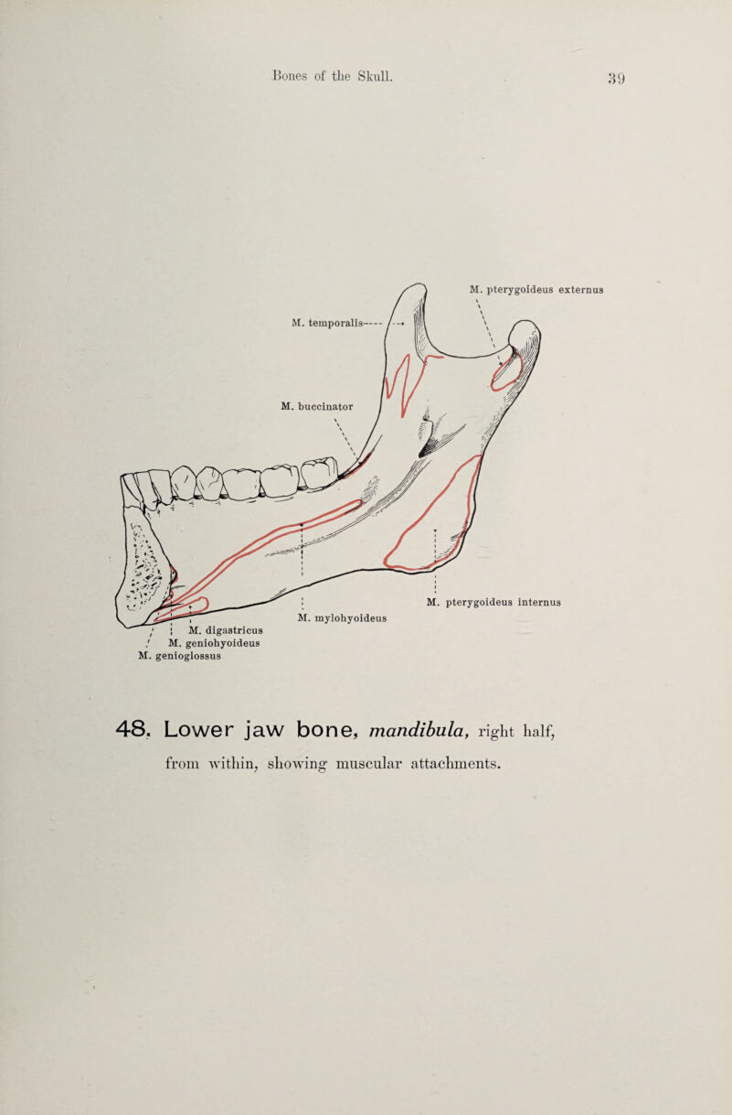 M. geniohyoideus M. genioglossus 48. Lower jaw bone, mandibula, ri ght half,