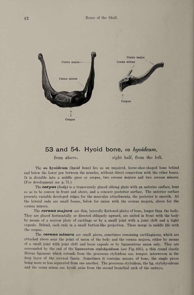 .1 Corpus 53 and 54. Hyoid bone, os hyoideum, from above. rig'ht lialf7 from the left. The os hyoideum (hyoid hone) lies as an unpaired, horse-shoe-shaped bone behind and below the lower jaw between the muscles, without direct connection with the other bones. It is divisible into a middle piece or corpus, two cornua majora and two cornua minora. (For development see p. 71.) The corpus (body) is a transversely placed oblong plate with an anterior surface, bent so as to be convex in front and above, and a concave posterior surface. The anterior surface presents variable developed ridges for the muscular attachments, the posterior is smooth. At the lateral ends are small fossae, below for union with the cornua majora, above for the cornua minora. The cornua majora are thin, laterally flattened plates of bone, longer than the body. They are placed horizontally or directed obliquely upward, are united in front with the body by means of a narrow plate of cartilage or by a small joint with a joint cleft and a tight capsule. Behind, each ends in a small button-like projection. These merge in middle life with the corpus. The cornua minora are small pieces, sometimes remaining cartilaginous, which are attached above near the point of union of the body and the cornua majora, either by means of a small joint with joint cleft and loose capsule or by ligamentous union only. They are surrounded by the end of tbe ligamentum stylohyoideum (see Fig. 605), a thin round elastic fibrous ligament which extends from the processus styloideus oss. tempor. interwoven in the deep layer of the cervical fascia. Sometimes it contains masses of bone, the single pieces being more or less separated from one another. The processus styloideus, the lig. stylohyoideum and the cornu minus oss. hyoid, arise from the second branchial arch of the embryo.