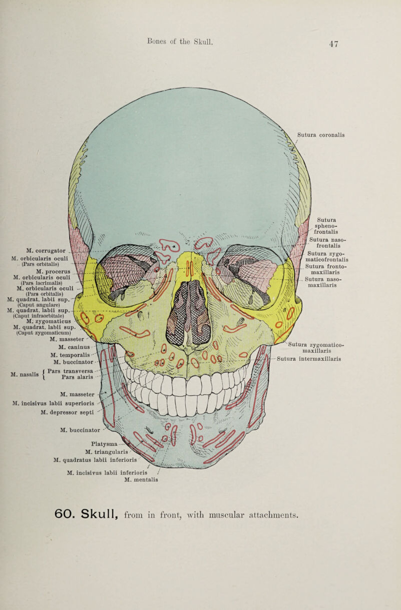 Sutura coronalis M. corrugator M. orbicularis oculi (Pars orbitalis) M. procerus M. orbicularis oculi (Pars lacrimalis) M. orbicularis oculi (Pars orbitalis) M. quadrat, labii sup. (Caput angulare) M. quadrat, labii sup. (Caput infraorbitale) M. zygomaticus M. quadrat, labii sup (Caput zygomaticum) M. masseter M. caninus M. temporalis M. buccinator - ,, f Pars transversa - M. nasalis ( parg alaris M. masseter M. incisivus labii superioris M. depressor septi M. buccinator ' Platysma M. triangularis •' M. quadratus labii inferioris M. incisivus labii inferioris Sutura zygomatico- maxillaris Sutura intermaxillaris Sutura spheno- frontalis Sutura naso- frontalis Sutura zygo- maticofrontalis Sutura fronto- maxillaris Sutura naso- maxillaris M. mentalis