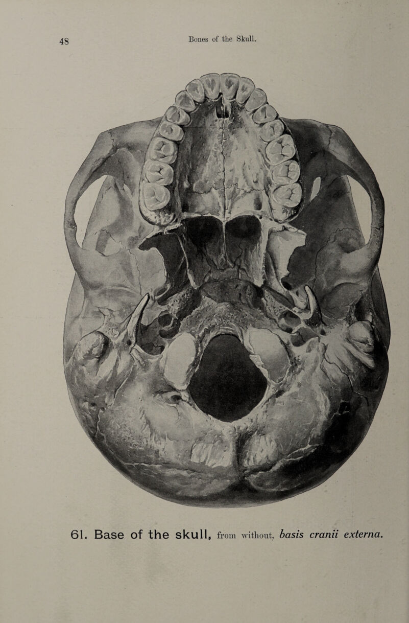 61. Base of the skull, from without; basis cranii externa