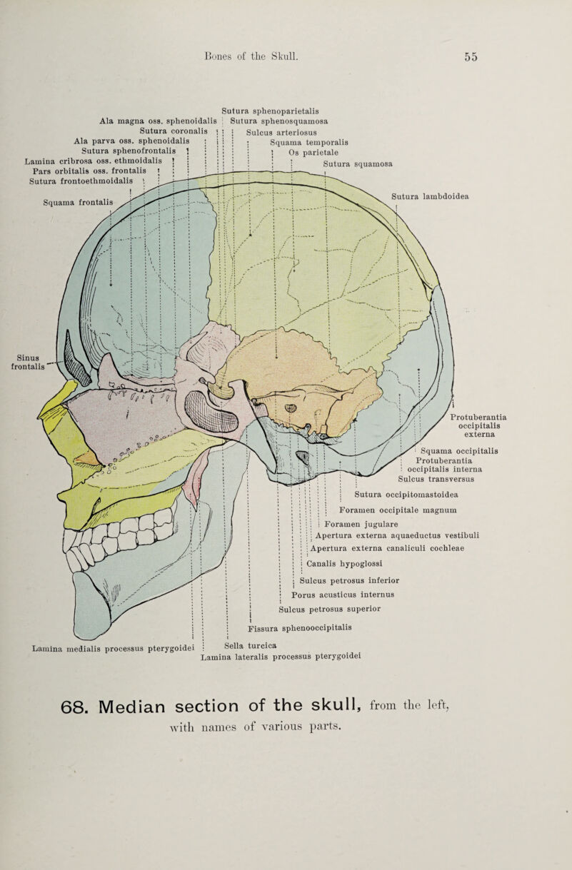 Ala magna oss. sphenoidalis Sutura coronalis ] Ala parva oss. sphenoidalis Sutura sphenofrontalis Lamina cribrosa oss. ethmoidalis } Pars orbitalis oss. frontalis t Sutura frontoetbmoidalis | Squama frontalis Sinus frontalis Sutura sphenoparietalis ; Sutura spbenosquamosa • i Sulcus arteriosus • j : Squama temporalis j : j I Os parietale Sutura squamosa Protuberantia occipitalis externa Squama occipitalis Protuberantia occipitalis interna Sulcus transversus j Sutura occipitomastoidea ■ i : j i Foramen occipitale magnum i ' J | * : ; i i Foramen jugulare : • : Apertura externa aquaeductus vestibuli i • Apertura externa canaliculi cochleae • • i Canalis bypoglossi Sulcus petrosus inferior i Porus acusticus internus Sulcus petrosus superior Fissura spbenooccipitalis Sutura lambdoidea Lamina medialis processus pterygoidei Sella turcica Lamina lateralis processus pterygoidei 68. Median section of the skull, from the left,