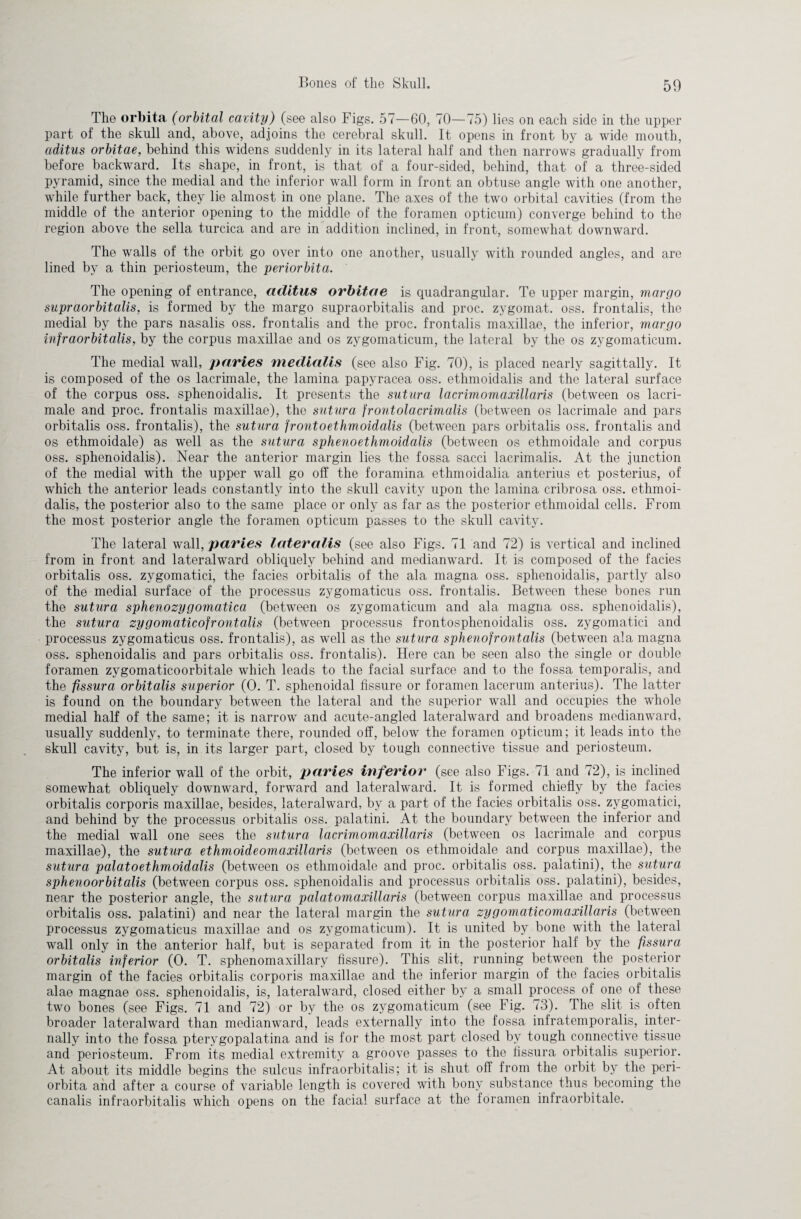 The orbita (orbital cavity) (see also Figs. 57—60, 70—75) lies on each side in the upper part of the skull and, above, adjoins the cerebral skull. It opens in front by a wide mouth, aditus orbitae, behind this widens suddenly in its lateral half and then narrows gradually from before backward. Its shape, in front, is that of a four-sided, behind, that of a three-sided pyramid, since the medial and the inferior wall form in front an obtuse angle with one another, while further back, they lie almost in one plane. The axes of the two orbital cavities (from the middle of the anterior opening to the middle of the foramen opticum) converge behind to the region above the sella turcica and are in addition inclined, in front, somewhat downward. The walls of the orbit go over into one another, usually with rounded angles, and are lined by a thin periosteum, the periorbita. The opening of entrance, aditus orbitae is quadrangular. Te upper margin, margo supra orbit alls, is formed by the margo supraorbitalis and proc. zygomat. oss. frontalis, the medial by the pars nasalis oss. frontalis and the proc. frontalis maxillae, the inferior, margo infraorbitalis, by the corpus maxillae and os zygomaticum, the lateral by the os zygomaticum. The medial wall, paries medialis (see also Fig. 70), is placed nearly sagittally. It is composed of the os lacrimale, the lamina papyracea oss. ethmoidalis and the lateral surface of the corpus oss. sphenoidalis. It presents the sutura lacrimomaxillaris (between os lacri¬ male and proc. frontalis maxillae), the sutura frontolacrimalis (between os lacrimale and pars orbitalis oss. frontalis), the sutura frontoethmoidalis (between pars orbitalis oss. frontalis and os ethmoidale) as well as the sutura sphenoethmoidalis (between os ethmoidale and corpus oss. sphenoidalis). Near the anterior margin lies the fossa sacci lacrimalis. At the junction of the medial with the upper wall go off the foramina ethmoidalia anterius et posterius, of which the anterior leads constantly into the skull cavity upon the lamina cribrosa oss. ethmoi¬ dalis, the posterior also to the same place or only as far as the posterior ethmoidal cells. From the most posterior angle the foramen opticum parses to the skull cavity. The lateral wall, paries lateralis (see also Figs. 71 and 72) is vertical and inclined from in front and lateralward obliquely behind and medianward. It is composed of the facies orbitalis oss. zvgomatici, the facies orbitalis of the ala magna oss. sphenoidalis, partly also of the medial surface of the processus zygomaticus oss. frontalis. Between these bones run the sutura sphenozygomatica (between os zygomaticum and ala magna oss. sphenoidalis), the sutura zygomaticofrontalis (between processus frontosphenoidalis oss. zygomatici and processus zygomaticus oss. frontalis), as well as the sutura sphenofrontalis (between ala magna oss. sphenoidalis and pars orbitalis oss. frontalis). Here can be seen also the single or double foramen zygomaticoorbitale which leads to the facial surface and to the fossa temporalis, and the fissura orbitalis superior (0. T. sphenoidal fissure or foramen lacerum anterius). The latter is found on the boundary between the lateral and the superior wall and occupies the wdiole medial half of the same; it is narrow and acute-angled lateralward and broadens medianward, usually suddenly, to terminate there, rounded off, below the foramen opticum; it leads into the skull cavity, but is, in its larger part, closed by tough connective tissue and periosteum. The inferior wall of the orbit, paries inferior (see also Figs. 71 and 72), is inclined somewhat obliquely downward, forward and lateralward. It is formed chiefly by the facies orbitalis corporis maxillae, besides, lateralward, by a part of the facies orbitalis oss. zygomatici, and behind by the processus orbitalis oss. palatini. At the boundary between the inferior and the medial wall one sees the sutura lacrimomaxillaris (between os lacrimale and corpus maxillae), the sutura ethmoideomaxillaris (between os ethmoidale and corpus maxillae), the sutura palatoethmoidalis (between os ethmoidale and proc. orbitalis oss. palatini), the sutura sphenoorbitalis (between corpus oss. sphenoidalis and processus orbitalis oss. palatini), besides, near the posterior angle, the sutura palatomaxillaris (between corpus maxillae and processus orbitalis oss. palatini) and near the lateral margin the sutura zygomaticomaxillaris (between processus zygomaticus maxillae and os zygomaticum). It is united by bone with the lateral wall only in the anterior half, but is separated from it in the posterior half by the fissura orbitalis inferior (0. T. sphenomaxillary fissure). This slit, running between the posterior margin of the facies orbitalis corporis maxillae and the inferior margin of the facies orbitalis alae magnae oss. sphenoidalis, is, lateralward, closed either by a small process of one of these two bones (see Figs. 71 and 72) or by the os zygomaticum (see Fig. 73). The slit is often broader lateralward than medianward, leads externally into the fossa infratemporalis, inter¬ nally into the fossa pterygopalatina and is for the most part closed by tough connective tissue and periosteum. From its medial extremity a groove passes to the fissura orbitalis superior. At about its middle begins the sulcus infraorbitalis; it is shut off from the orbit by the peri¬ orbita and after a course of variable length is covered with bony substance thus becoming the canalis infraorbitalis which opens on the facial surface at the foramen infraorbitale.
