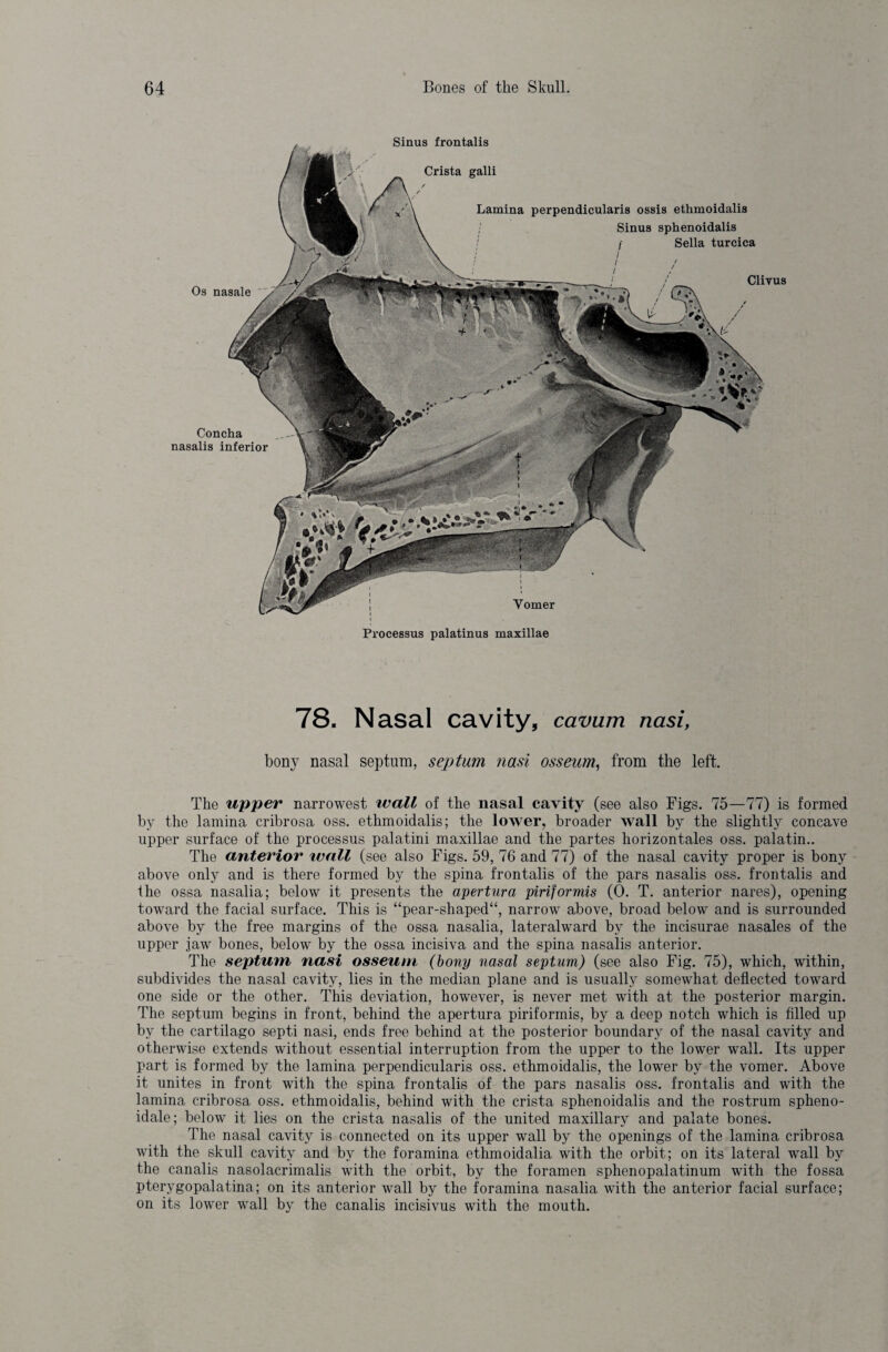 Os nasale Concha nasalis inferior Sinus frontalis Crista galli Lamina perpendicularis ossis ethmoidalis , Sinus sphenoidalis I f Sella turcica Clivus Vomer Processus palatinus maxillae 78. Nasal cavity, cavum nasi, bony nasal septum, septum nasi osseum, from the left. The upper narrowest wall of the nasal cavity (see also Figs. 75—77) is formed by the lamina cribrosa oss. ethmoidalis; the lower, broader Avail by the slightly concave upper surface of the processus palatini maxillae and the partes horizontales oss. palatin.. The anterior ivall (see also Figs. 59, 76 and 77) of the nasal cavity proper is bony above only and is there formed by the spina frontalis of the pars nasalis oss. frontalis and the ossa nasalia; below it presents the apertura piriformis (0. T. anterior nares), opening toward the facial surface. This is “pear-shaped“, narrow above, broad below and is surrounded above by the free margins of the ossa nasalia, lateralward by the incisurae nasales of the upper jaw bones, below by the ossa incisiva and the spina nasalis anterior. The septum nasi osseum (bony nasal septum) (see also Fig. 75), which, within, subdivides the nasal cavity, lies in the median plane and is usually somewhat deflected toward one side or the other. This deviation, however, is never met with at the posterior margin. The septum begins in front, behind the apertura piriformis, by a deep notch which is filled up by the cartilago septi nasi, ends free behind at the posterior boundary of the nasal cavity and otherwise extends without essential interruption from the upper to the lower wall. Its upper part is formed by the lamina perpendicularis oss. ethmoidalis, the lower by the vomer. Above it unites in front with the spina frontalis of the pars nasalis oss. frontalis and with the lamina cribrosa oss. ethmoidalis, behind with the crista sphenoidalis and the rostrum spheno¬ idale; below it lies on the crista nasalis of the united maxillary and palate bones. The nasal cavity is connected on its upper wall by the openings of the lamina cribrosa with the skull cavity and by the foramina ethmoidalia with the orbit; on its lateral wall by the canalis nasolacrimalis with the orbit, by the foramen sphenopalatinum with the fossa pterygopalatina; on its anterior wall by the foramina nasalia with the anterior facial surface; on its lower wall by the canalis incisivus with the mouth.