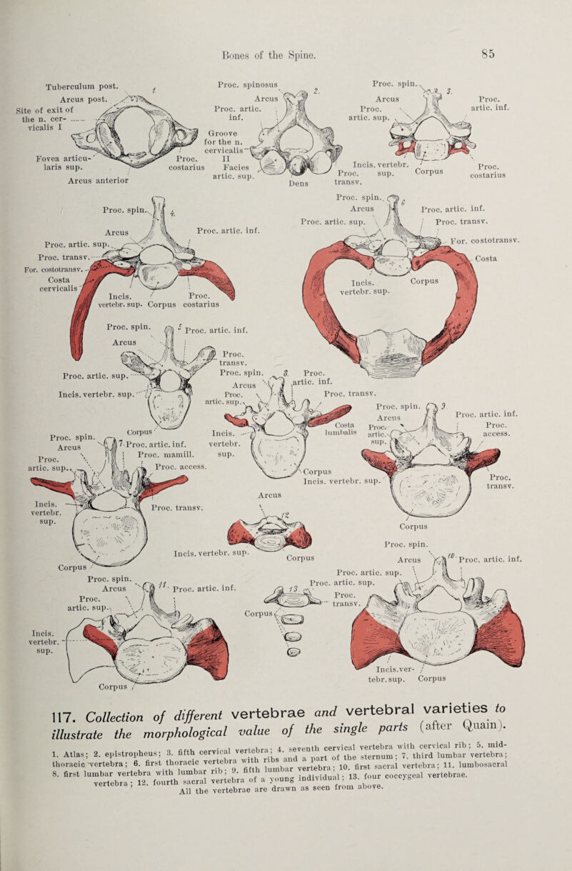 Tuberculum post. Arcus post Site of exit of the n. cer- vicalis I Fovea articu- laris sup. Arcus anterior Proc. spinosus Arcus Proc. artic. inf. Groove for the n. cervicalis Proc. II costarius Facies artic. sup. Proc. spin. Arcus Proc. artic. sup, Dens Incis. vertebr. Proc. sup. Corpus transv. Proc. costarius Proc. artic. inf. Proc. spin.s cf Arcus 'I Proc. artic. sup. \ J// Proc. artic. inf. I Proc. transv Proc. artic. inf Arcus For. costotransv Proc. artic. sup Proc. transv. For. costotransv.-/^* Costa cervicalis Costa Proc. artic. inf Arcus m Proc. transv. Proc. spin. Arcus '\f Proc. \ /'■ | artic. sup. v rs/ ‘ 8, Proc. 5 ,artic. inf Proc. artic. sup Proc. transv Incis. vertebr. sup Proc. artic. inf j Proc. -fa access. Costa lumbalis Corpus• 7-Proc. artic. inf. 1 Proc. mamill. j , s / i*. Proc. access Incis. vertebr sup. Proc. spin Arcus Proc. artic. sup Corpus Incis. v Proc. transv Arcus Incis. vertebr sup. Proc. transv Corpus Proc. artic. inf Corpus / Proc. spin Arcus Proc. artic. supM Proc. artic Proc. artic. sup. f Proc. transv. j! f Proc. artic. inf Corpus^. Incis. vertebr sup. Incis.ver- / tebr.sup. Corpus Corpus yf “W^/ f Incis. Corpus v T- \ f Incis. Proc. ^ vertebr. sup. vertebr. sup. Corpus costarius J if / if 117. Collection of different vertebrae and vertebral varieties to illustrate the morphological value of the single parts (after Quaim. . • 1 .„K-o . ± seventh cervical vertebra with cervical rib; 5. mid- 1. Atlas; 2. epistropheus; 3. fifth cervical verteb , • of th0 sternum . 7. third lumbar vertebra; thoracic ’vertebra ; 6. first thoracic vertebra »I _ 1 ,ertebra- 10. first sacral vertebra; 11. lumbosacral 8' 6rSt vertebra of a young individual; 13. four coccygeal vertebrae. ’ All the vertebrae are drawn as seen from above.