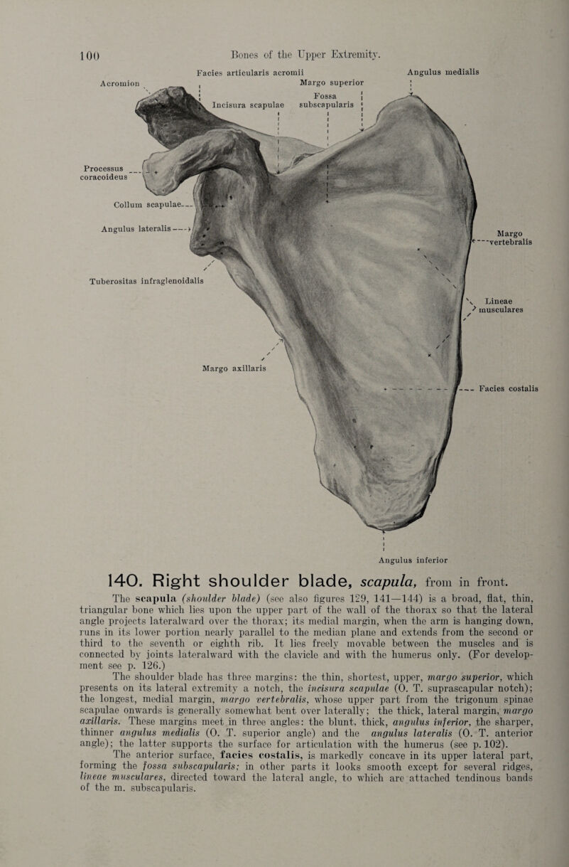 Facies articularis acromii Angulus medialis Margo vertebralis v Lineae muscuiares Facies costalis Margo superior Processus coracoideus Collum scapulae- — Augulus lateralis-» y y Tuberositas infraglenoidalis Acromion y y y Margo axillaris Augulus inferior 140. Right shoulder blade, scapula, from in front. The scapula (shoulder blade) (see also figures 129, 141—144) is a broad, flat, thin, triangular bone which lies upon the upper part of the wall of the thorax so that the lateral angle projects lateralward over the thorax; its medial margin, when the arm is hanging down, runs in its lower portion nearly parallel to the median plane and extends from the second or third to the seventh or eighth rib. It lies freely movable between the muscles and is connected by joints lateralward with the clavicle and with the humerus only. (For develop¬ ment see p. 126.) The shoulder blade has three margins: the thin, shortest, upper, mar go superior, which presents on its lateral extremity a notch, the incisura scapulae (0. T. suprascapular notch); the longest, medial margin, margo vertebralis, whose upper part from the trigonum spinae scapulae onwards is generally somewhat bent over laterally; the thick, lateral margin, margo axillaris. These margins meet in three angles: the blunt, thick, angulus inferior, the sharper, thinner angulus medialis (0. T. superior angle) and the angulus lateralis (0. T. anterior angle); the latter supports the surface for articulation with the humerus (see p. 102). The anterior surface, facies costalis, is markedly concave in its upper lateral part, forming the fossa subscapularis; in other parts it looks smooth except for several ridges, lineae muscuiares, directed toward the lateral angle, to which are attached tendinous bands of the m. subscapularis.