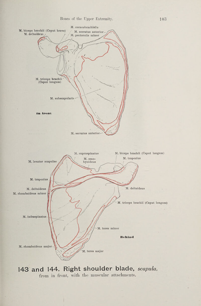 M. coracobrachialis 143 and 144. Right shoulder blade, scapula, from in front; with the muscular attachments.